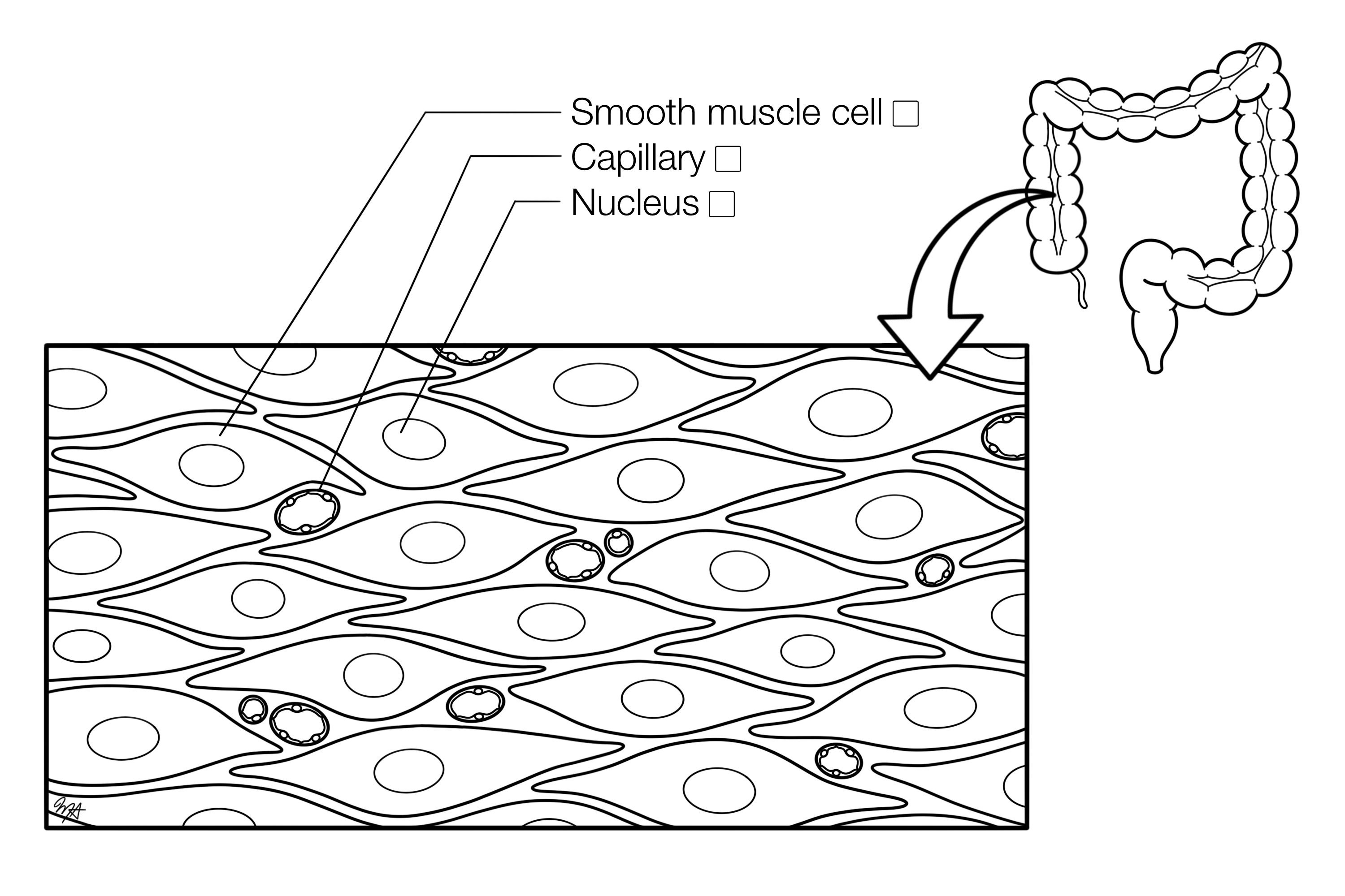 Skin Associated Structures Histology Coloring Book The Best Porn Website