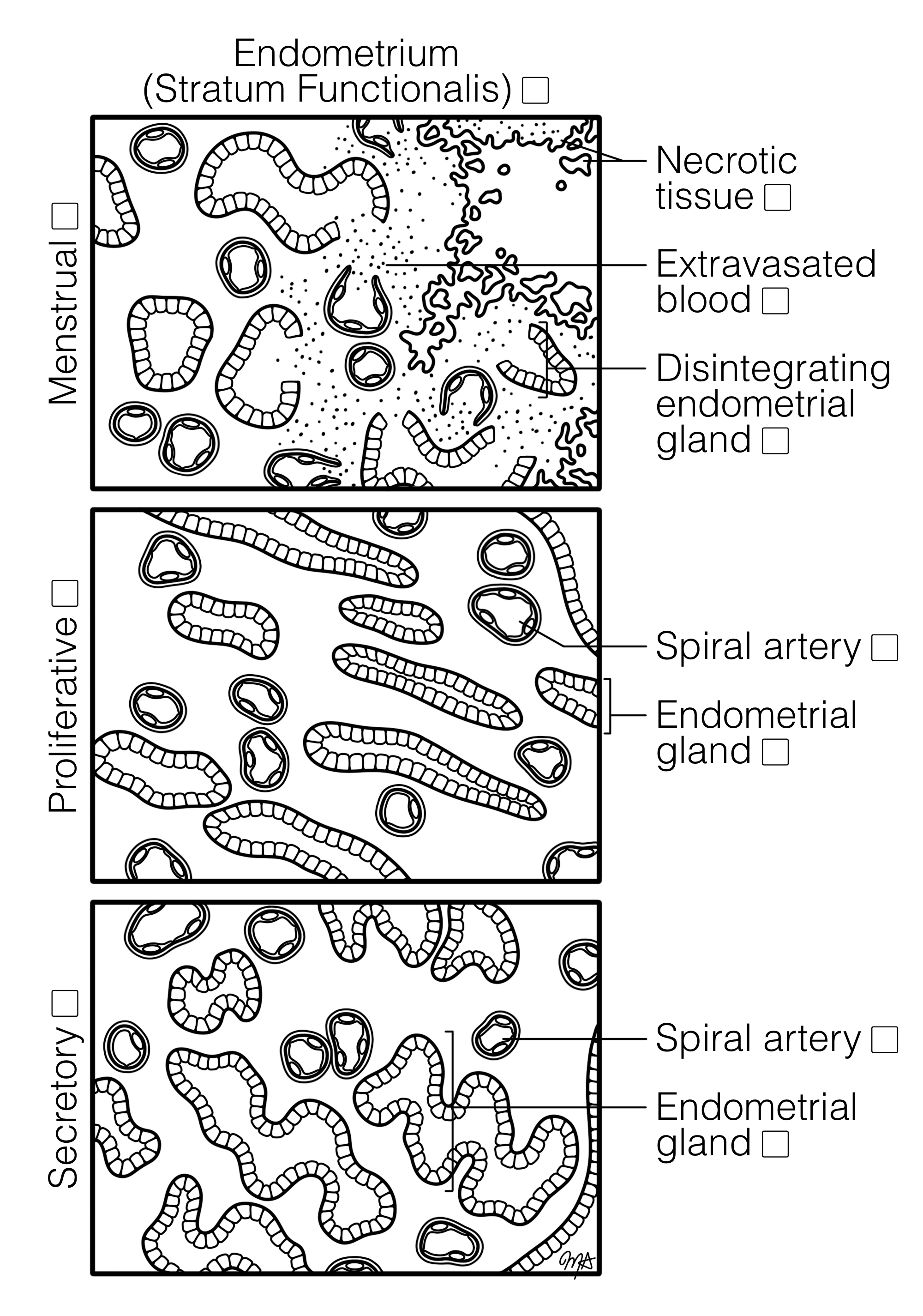 Endometrium Menstrual Proliferative Secretory Phases Histology