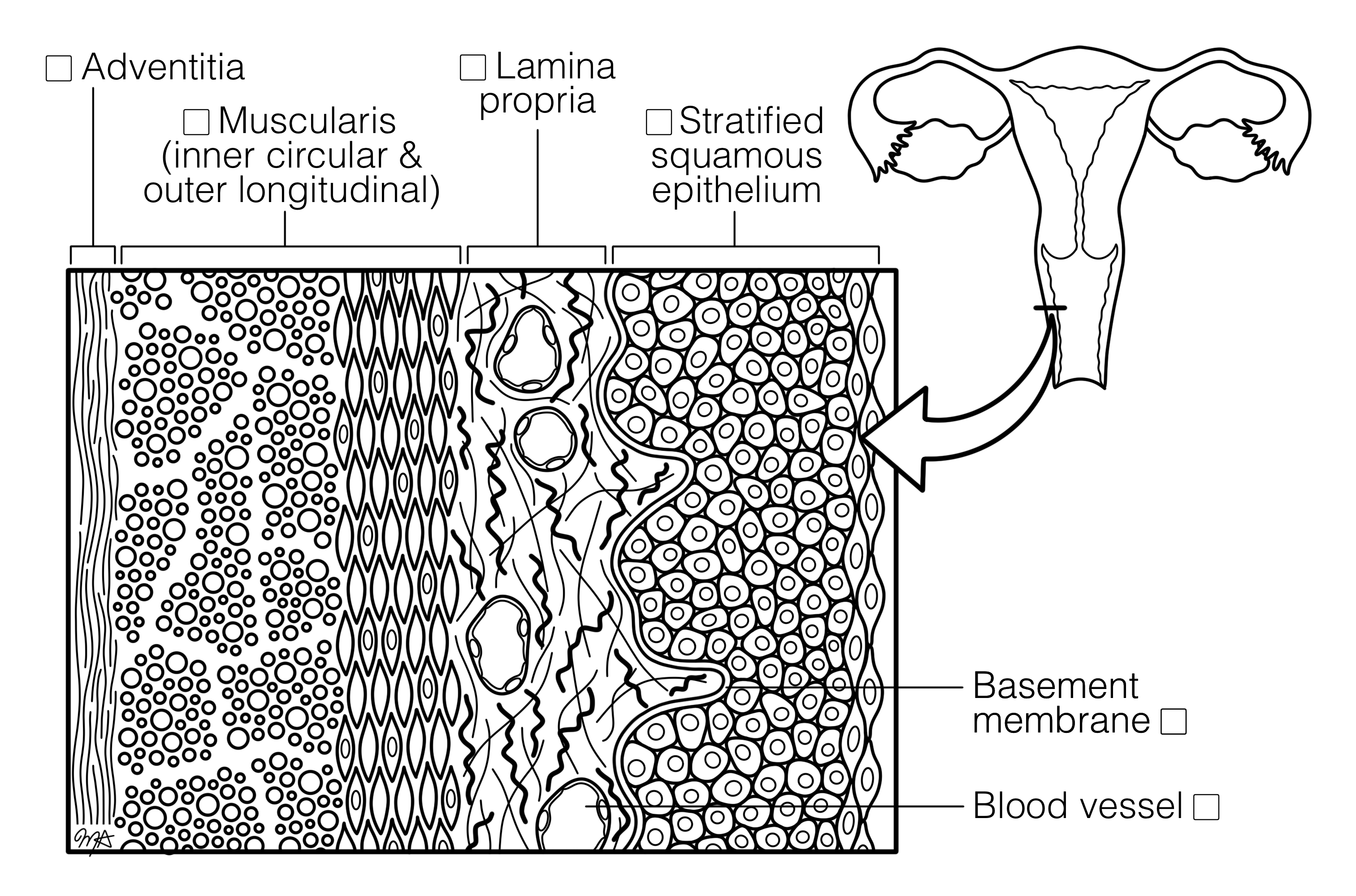 Vaginal Wall Layers Histology Coloring Book