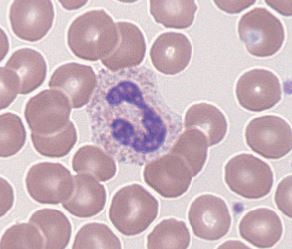 Featured image for “Chapter 8 – Blood Cell”