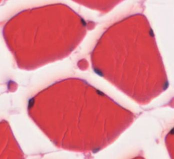 Featured image for “Chapter 1 – Cells and Organelles”