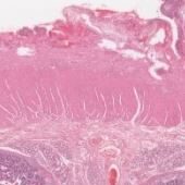 Featured image for “Chapter 12 – Digestive and Accessory Organs”