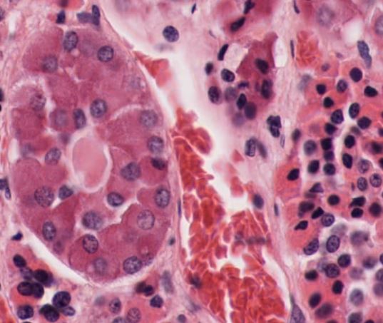 Featured image for “Chapter 14 – Endocrine System”