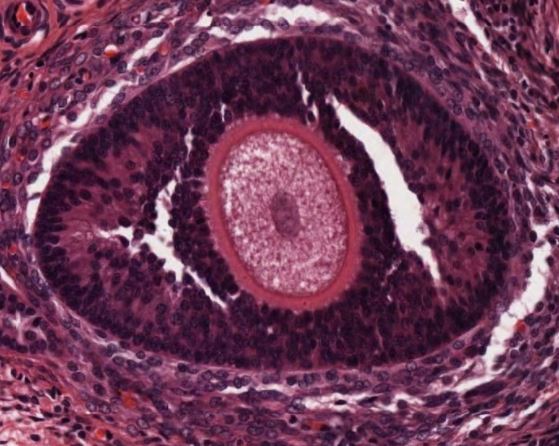 Featured image for “Chapter 15 – Reproductive System”