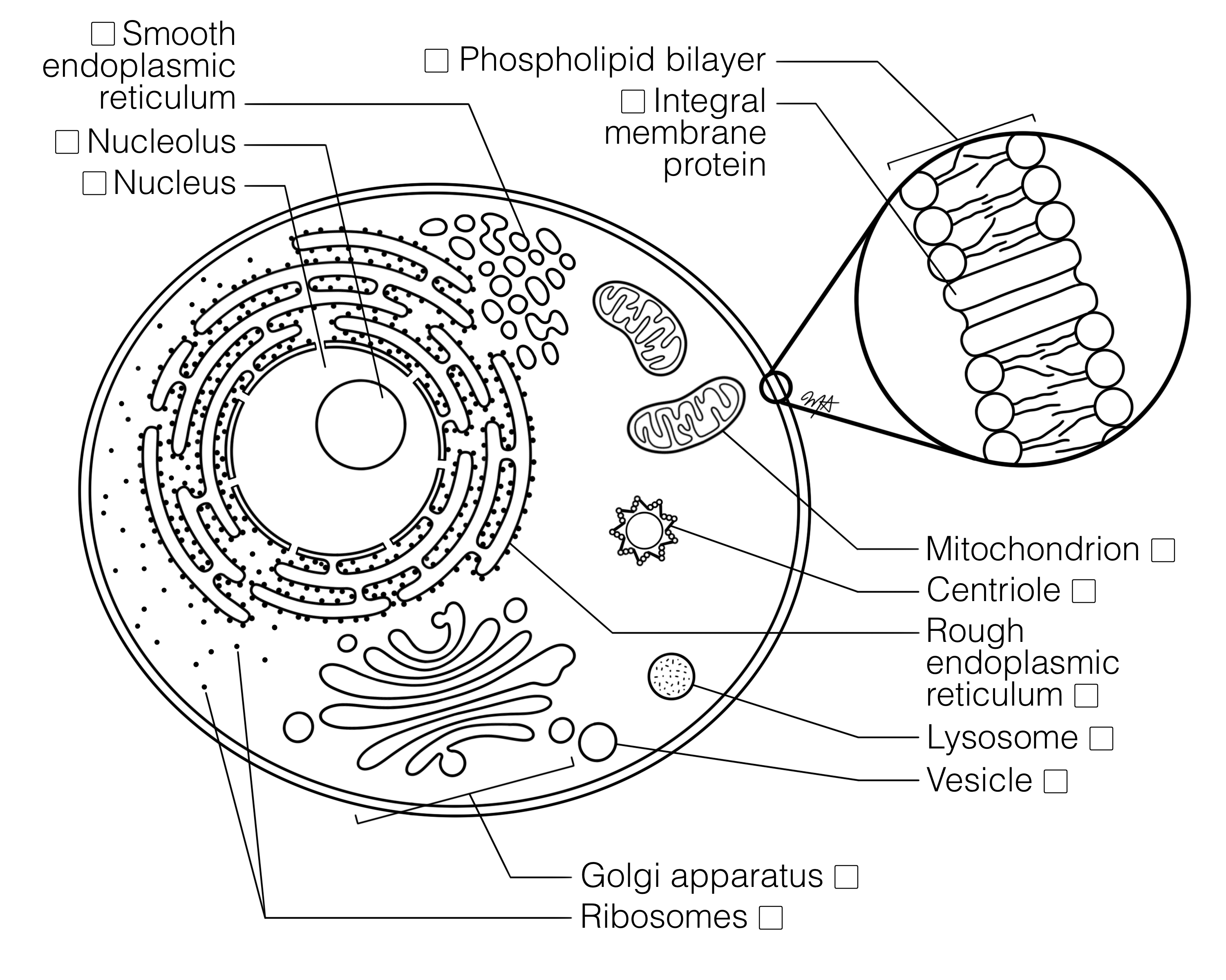 Cell with Major Organelles (FINAL) Histology Coloring Book