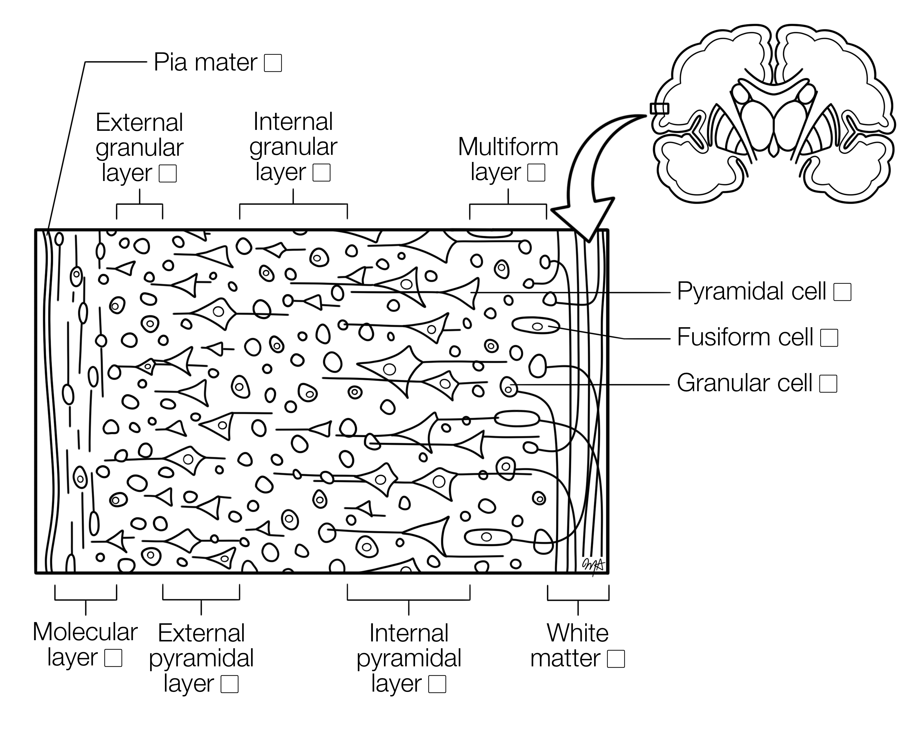 Cerebrum Histology Coloring Book