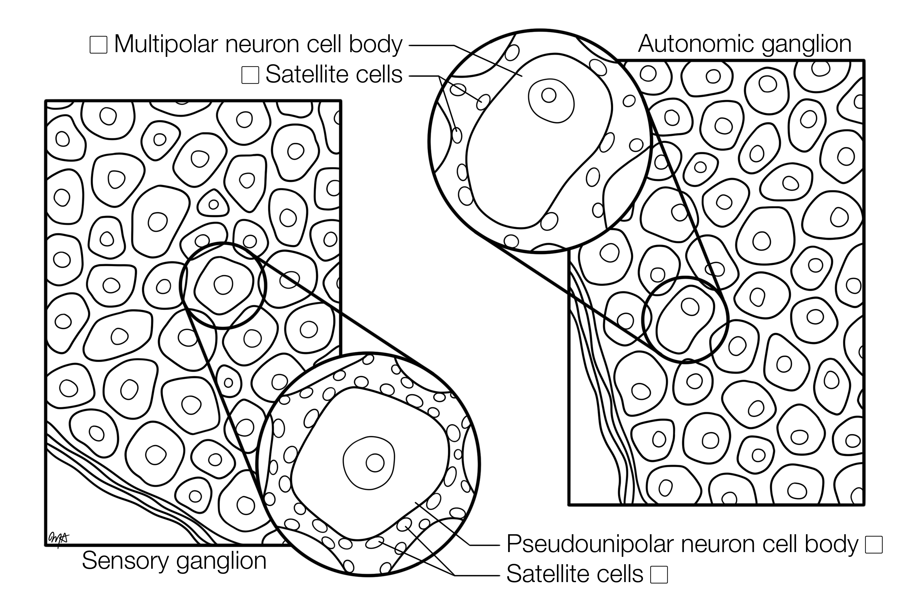 Ganglia (V2) Histology Coloring Book