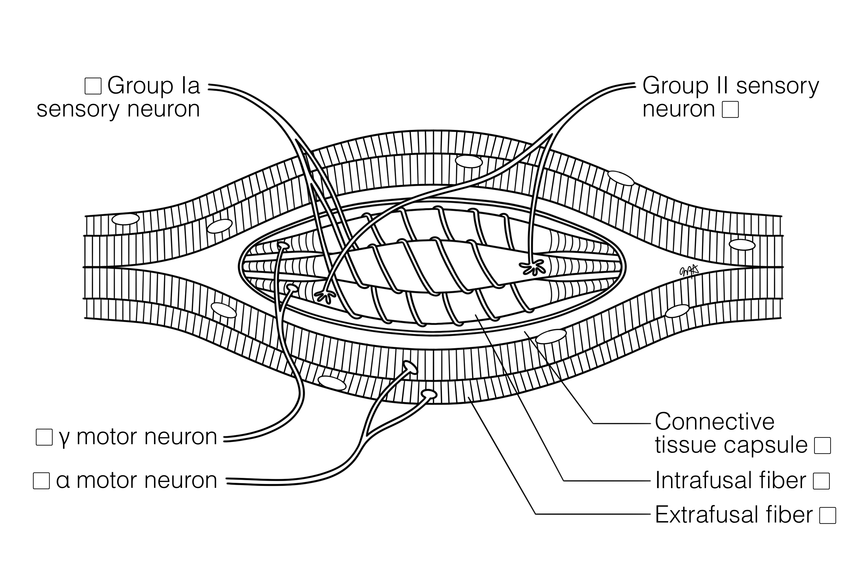 Muscle Spindle: Sensory Receptor (FINAL) | Histology Coloring Book