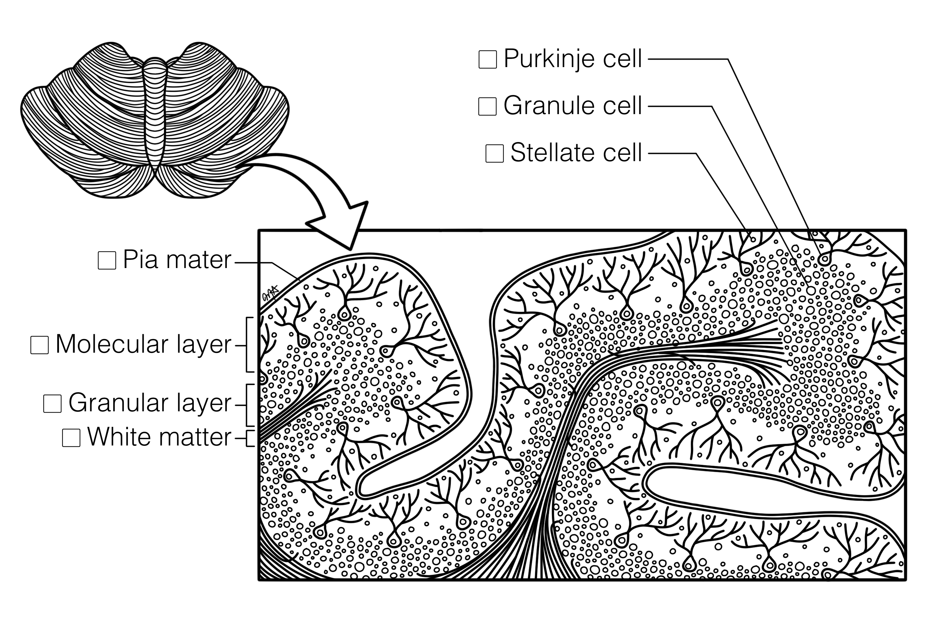 Cerebellar Cortex Histology Coloring Book