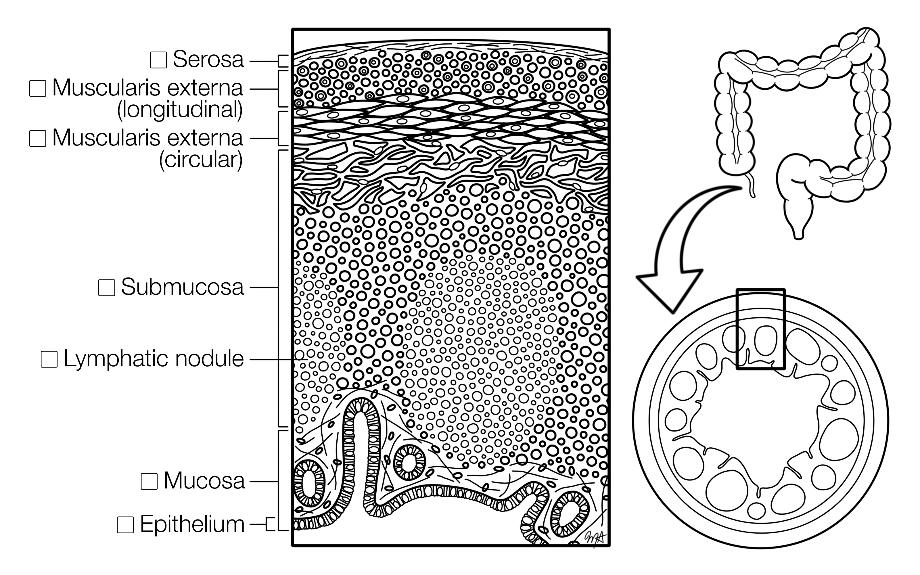 Appendix Histology Coloring Book