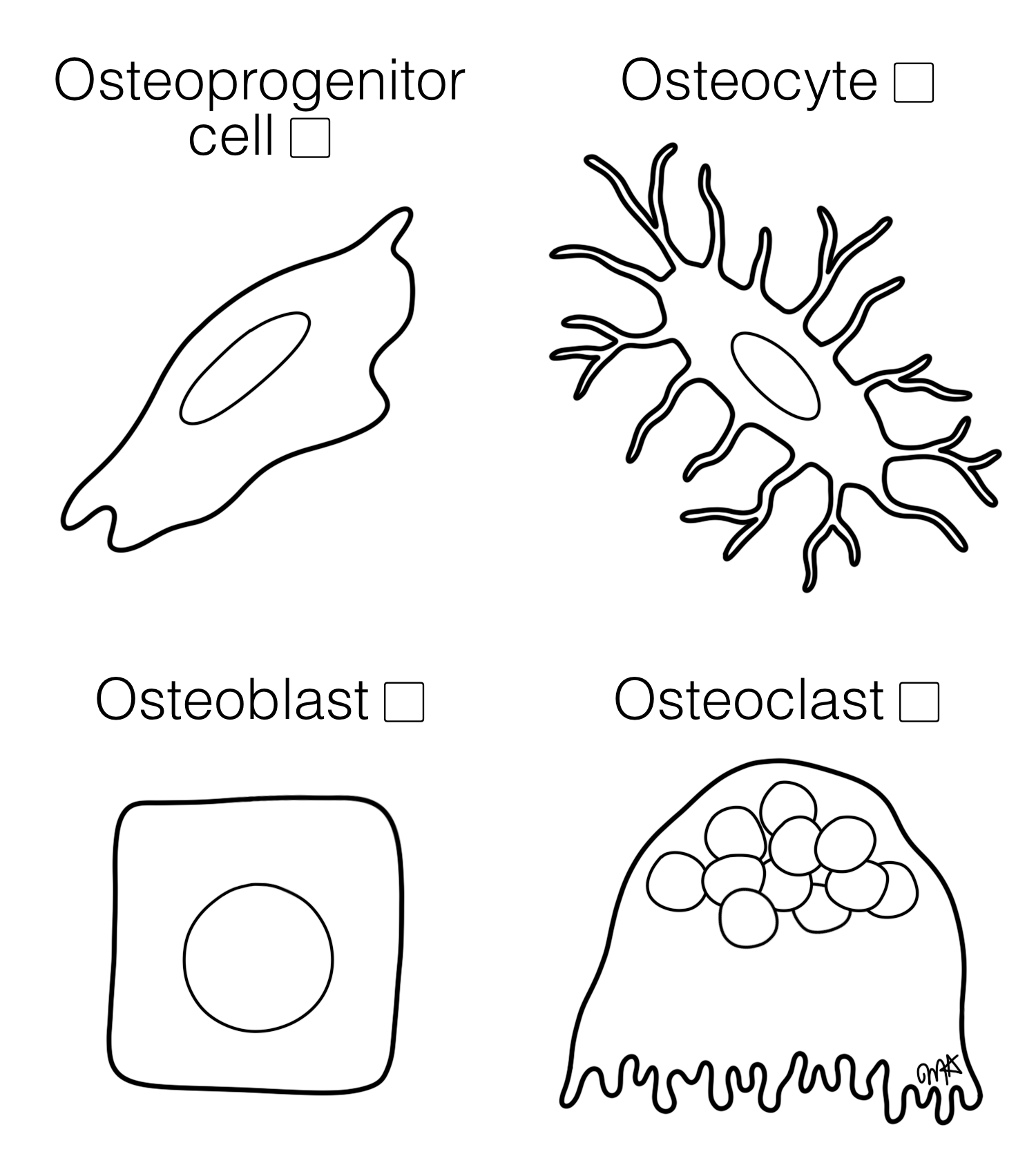 Bone Cells Histology Coloring Book