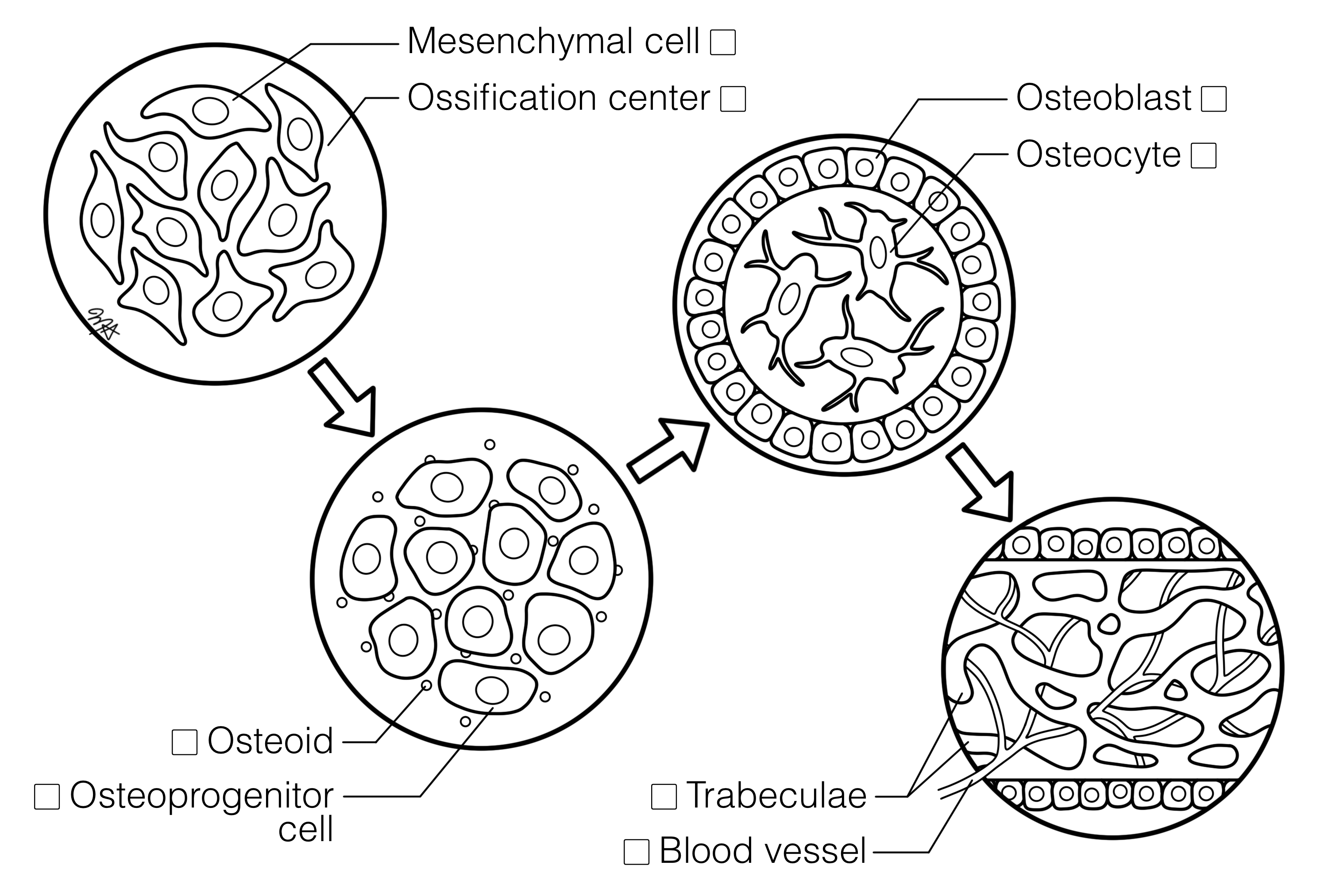 Intramembranous Ossification Histology Coloring Book