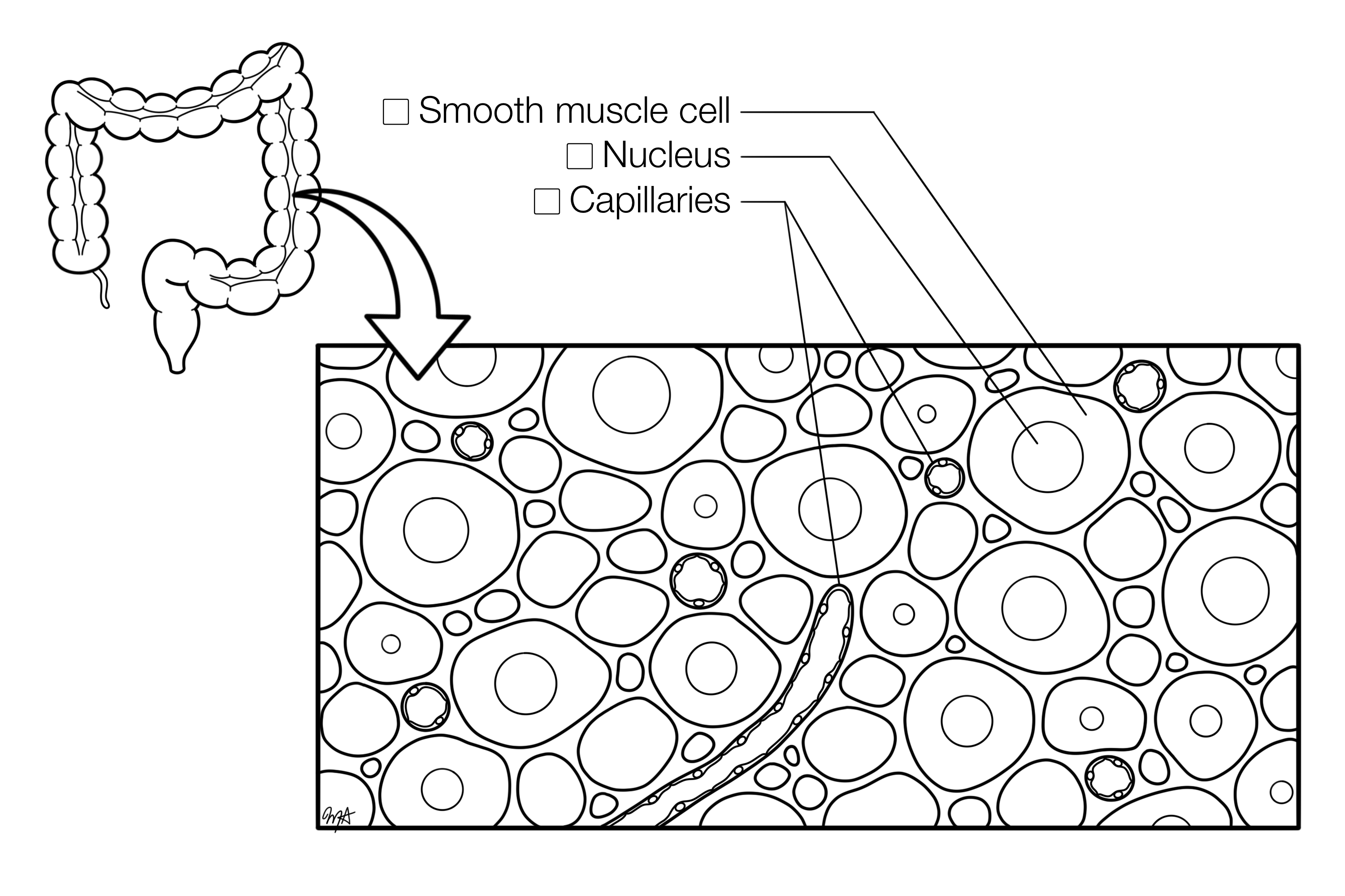 Smooth Muscle CrossSection (FINAL) Histology Coloring Book