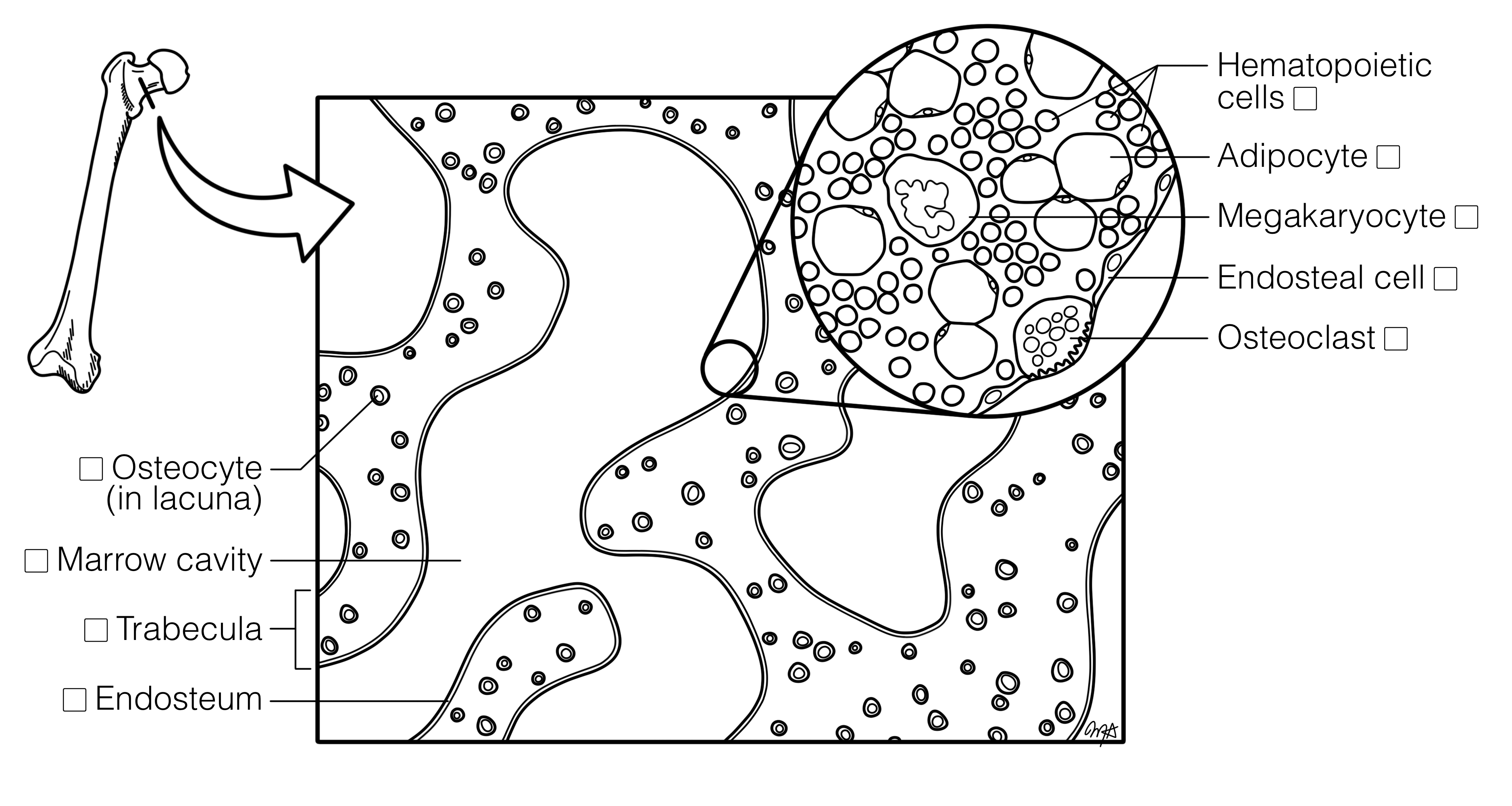 Structure of Spongy Bone | Histology Coloring Book