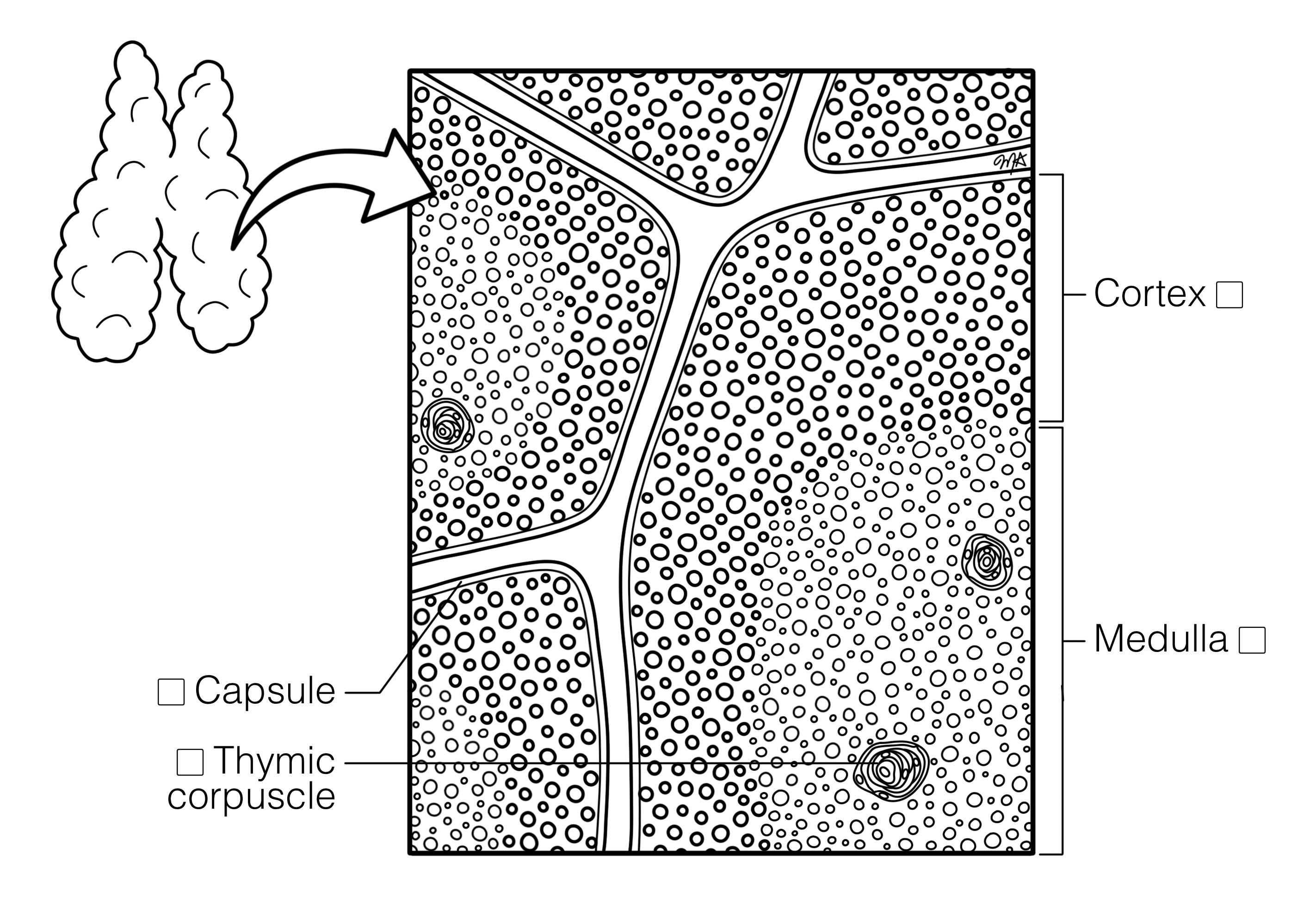 Thymus Histology Coloring Book