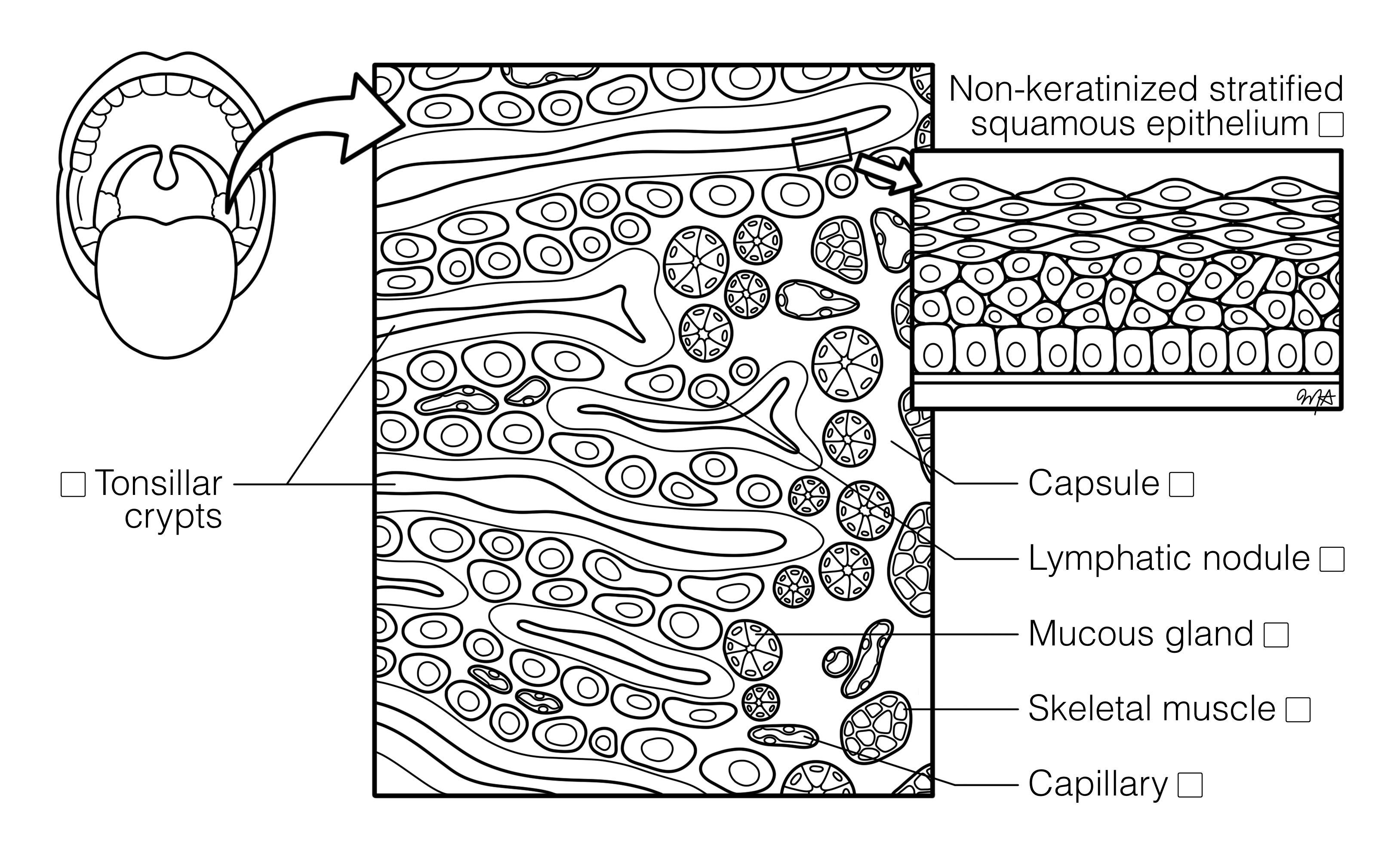 Tonsil Histology Coloring Book