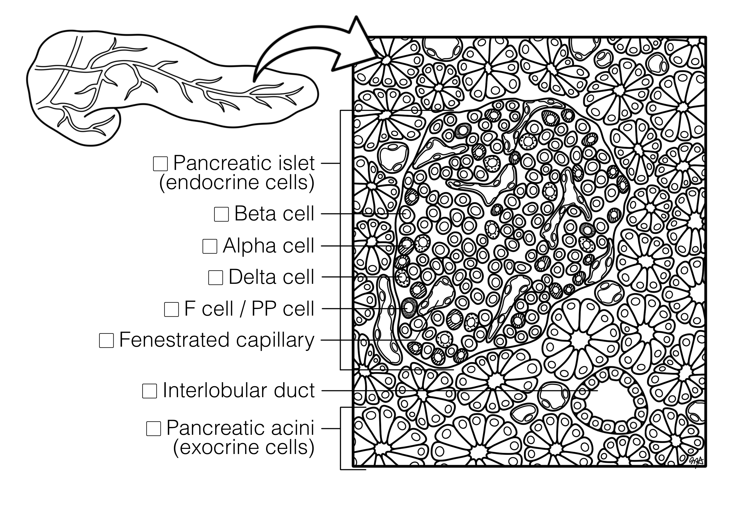 Pancreas Histology Coloring Book