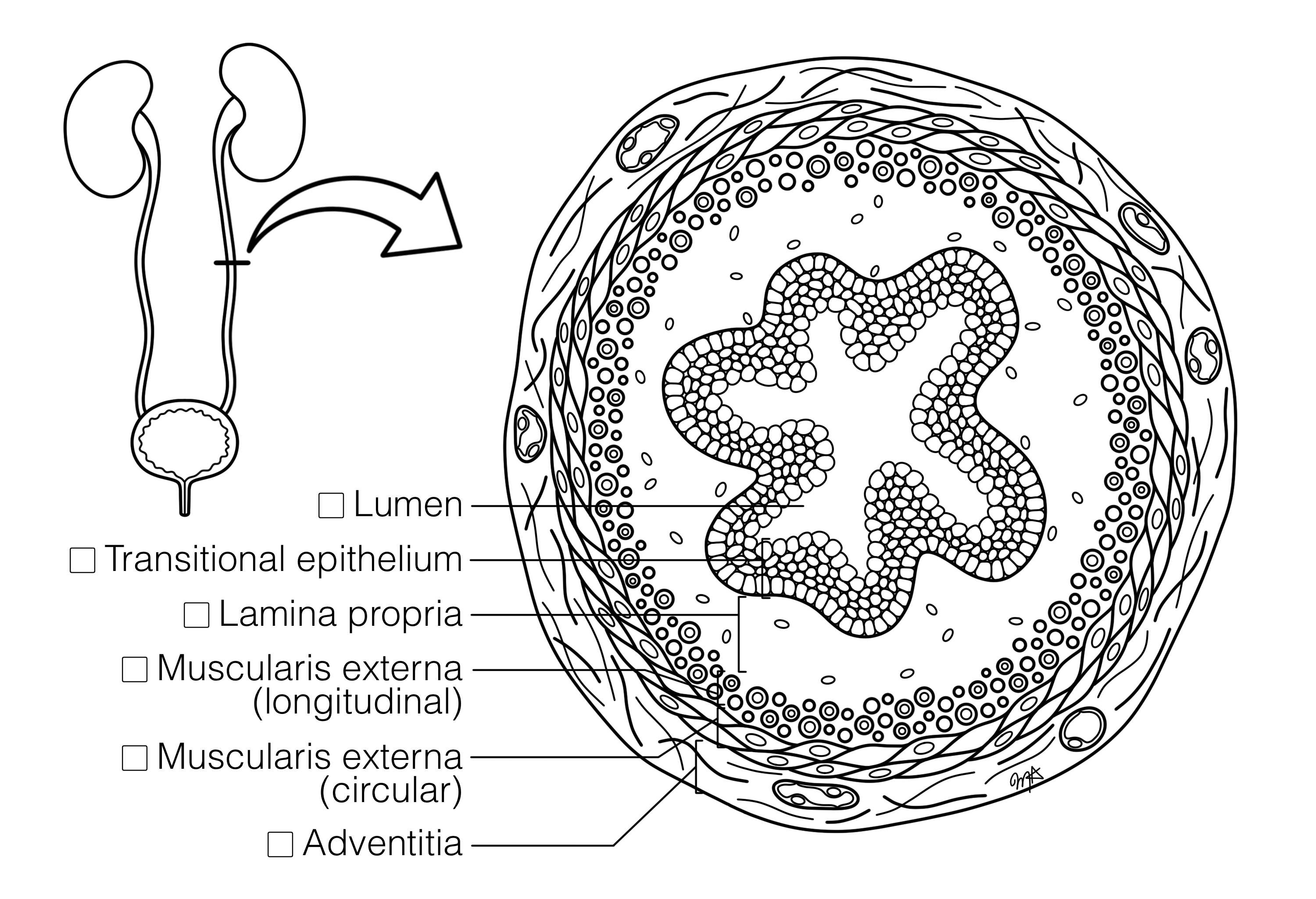 Ureter Histology Coloring Book