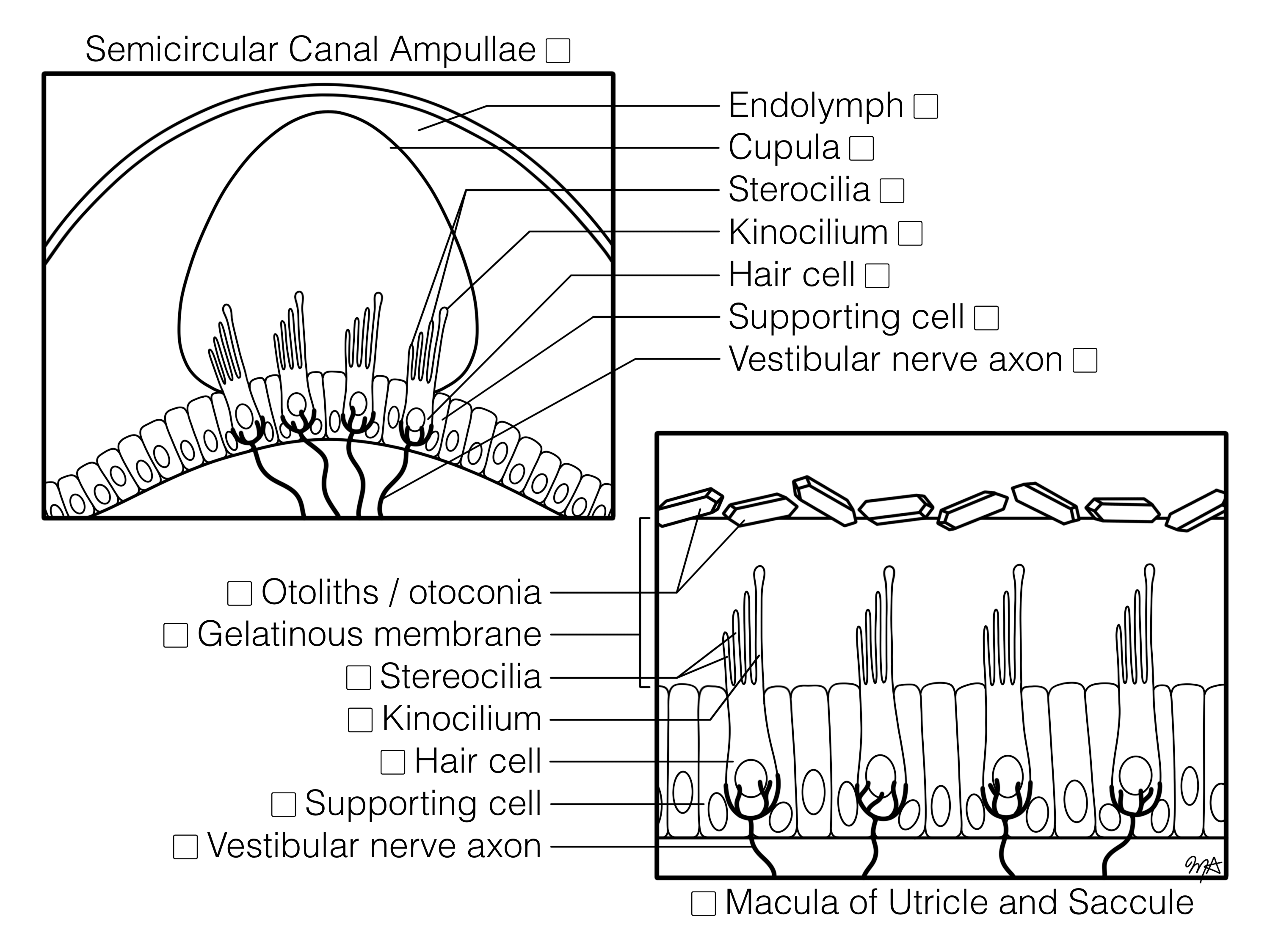 Cupula and Macula Histology Coloring Book