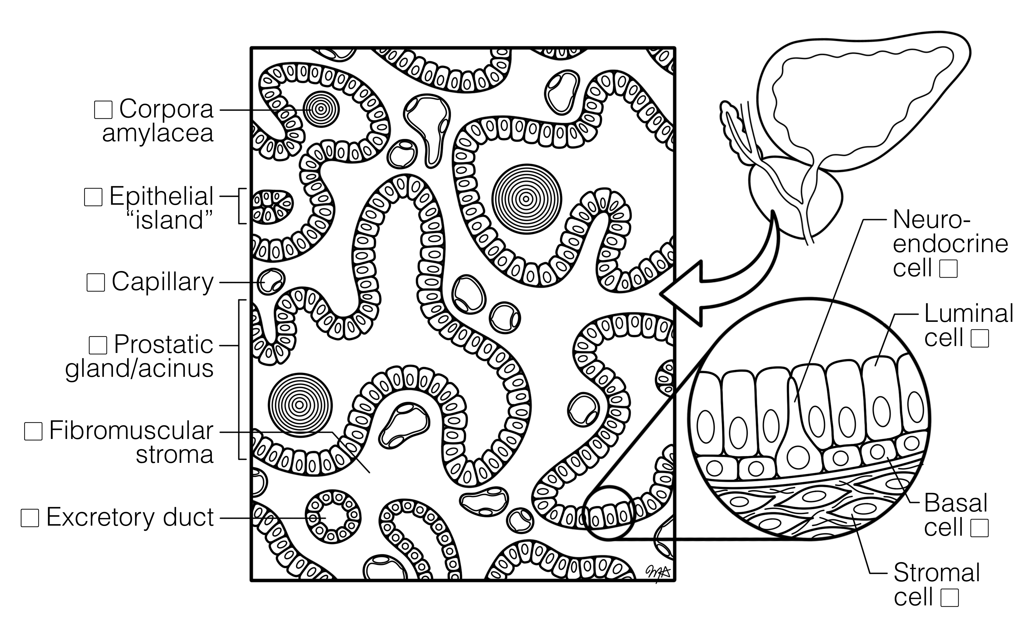 Prostate Gland Histology Coloring Book