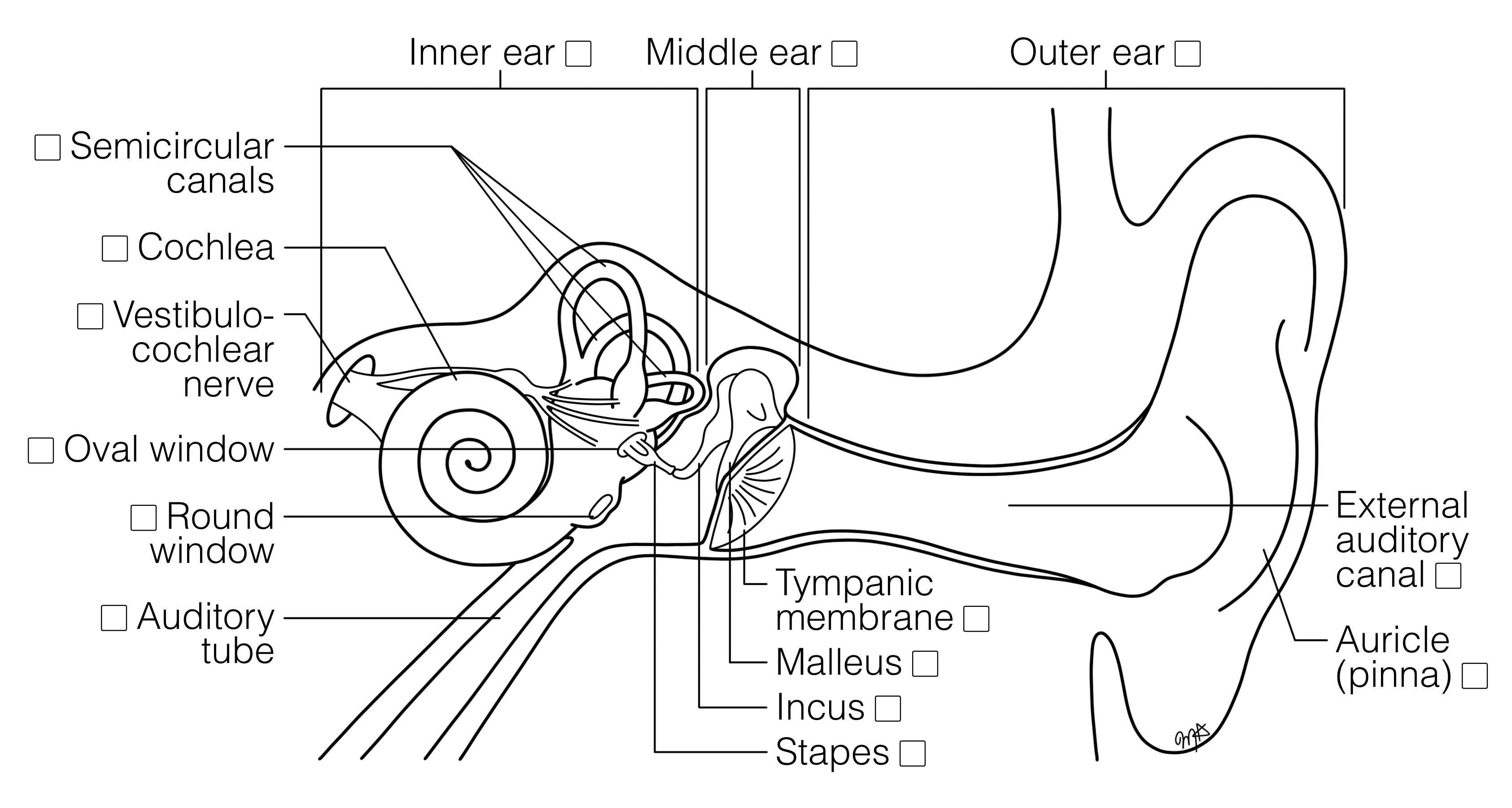 Section Through Ear 