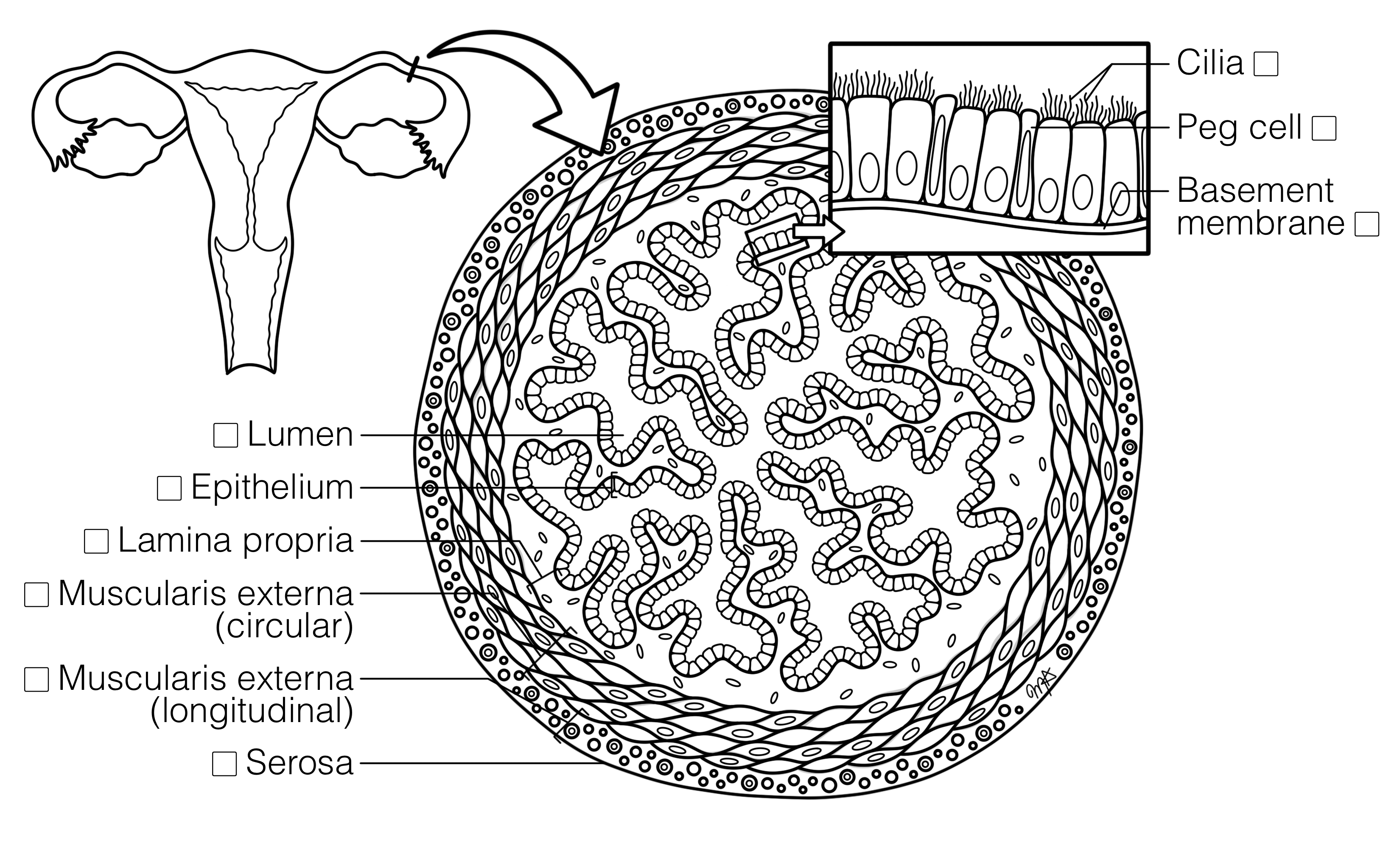 Uterine Tube Histology Coloring Book