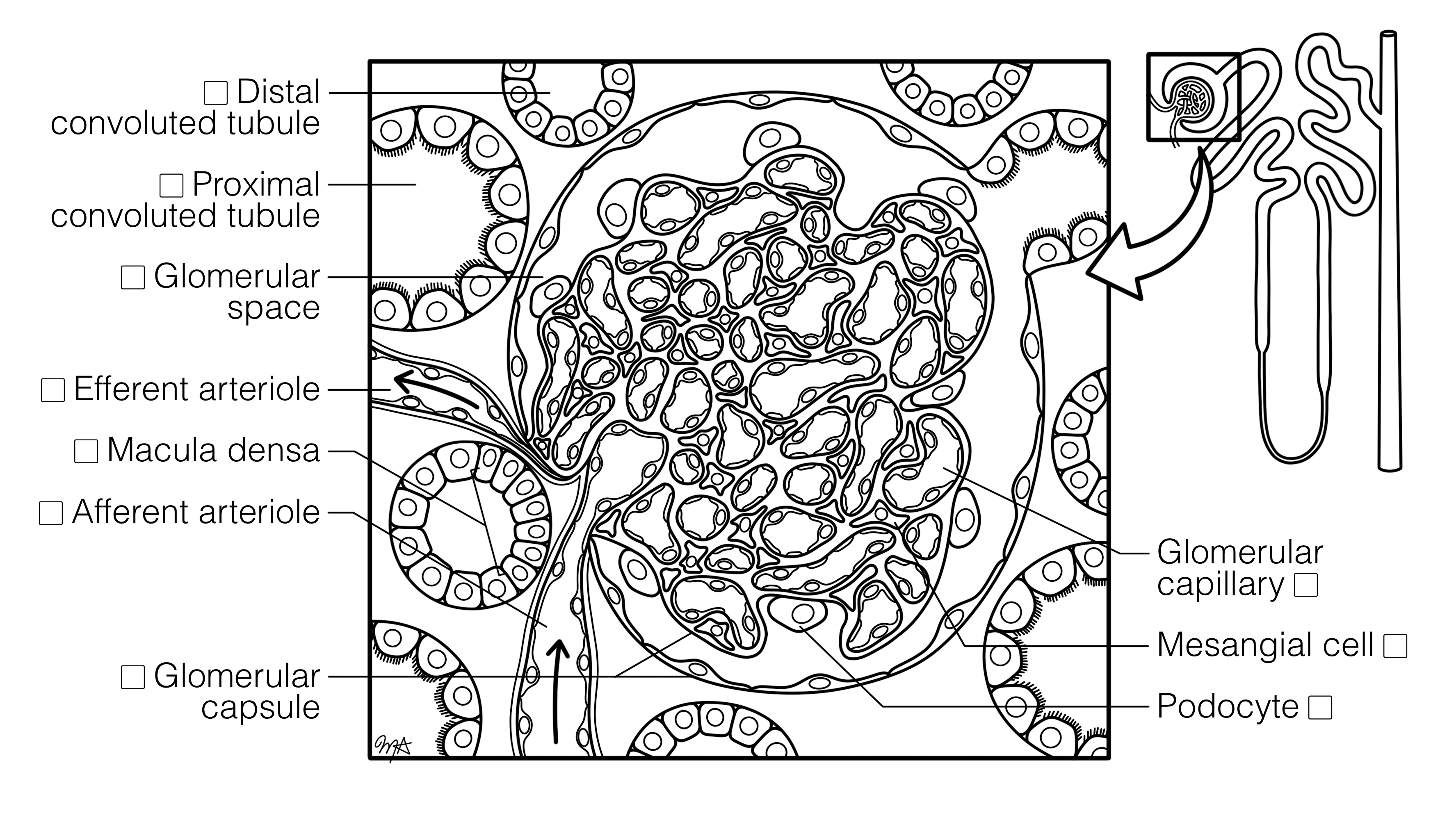 Renal Corpuscle (FINAL) Histology Coloring Book