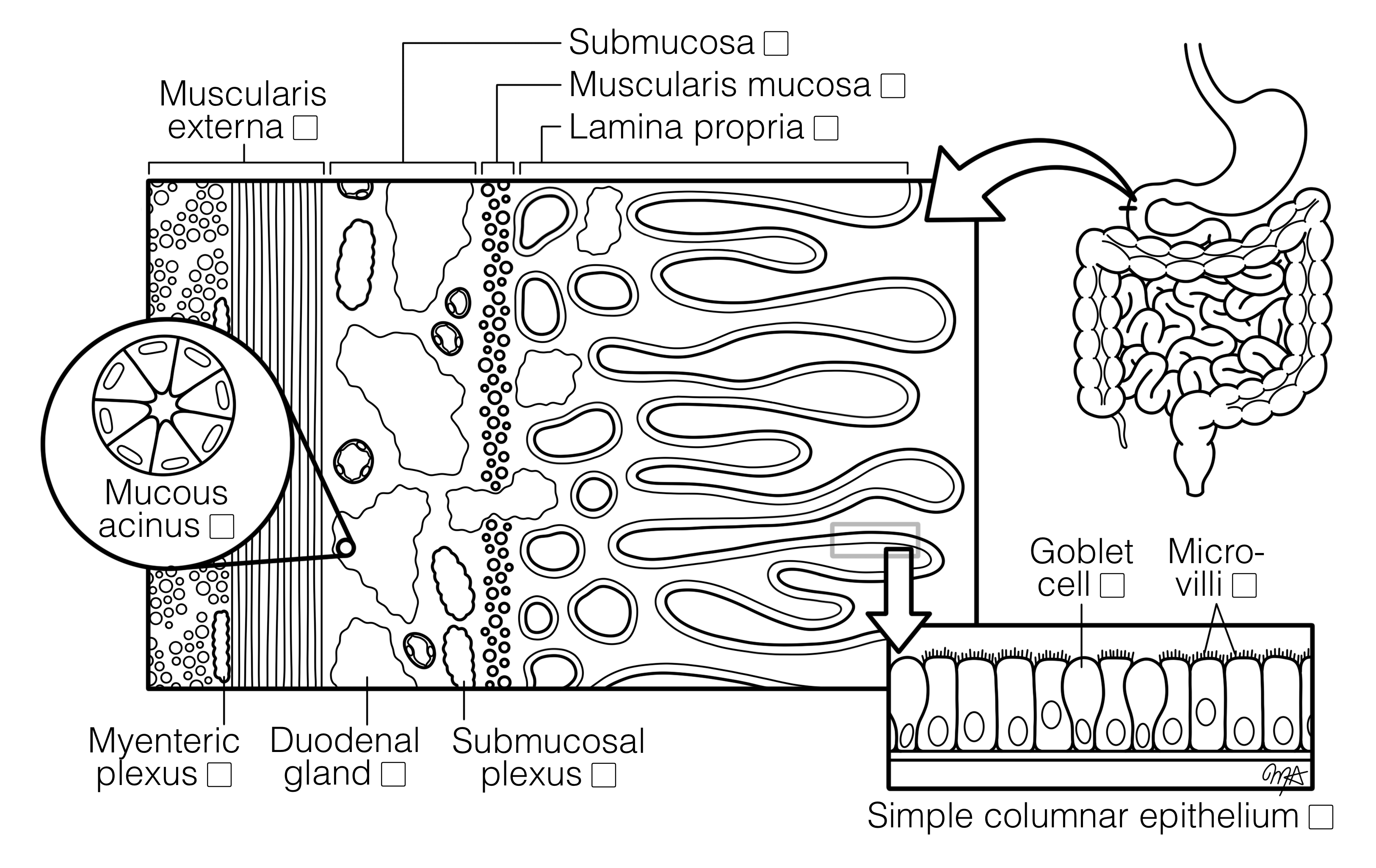 Duodenum Layers Histology Coloring Book