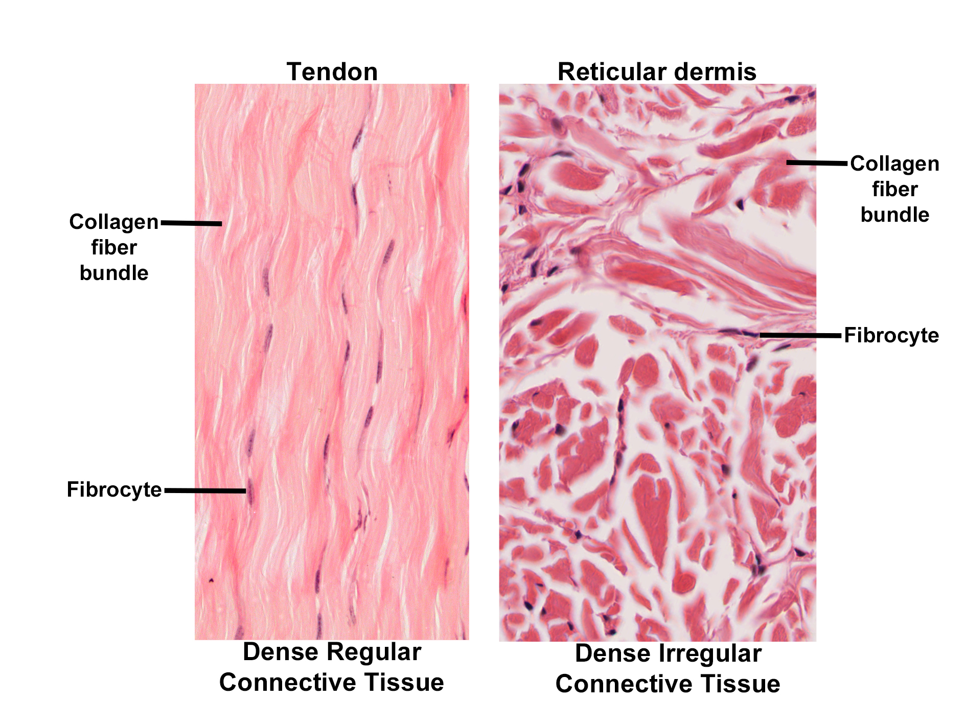 Composite histological image comparing two types of dense connective tissue. The left panel shows dense regular connective tissue from a tendon, with parallel bundles of collagen fibers and elongated fibrocyte nuclei aligned along the fibers. The right panel displays dense irregular connective tissue from the reticular dermis, with collagen bundles arranged in a random, interwoven pattern and fibrocyte nuclei scattered throughout. The image illustrates the structural differences between dense regular and dense irregular connective tissue.