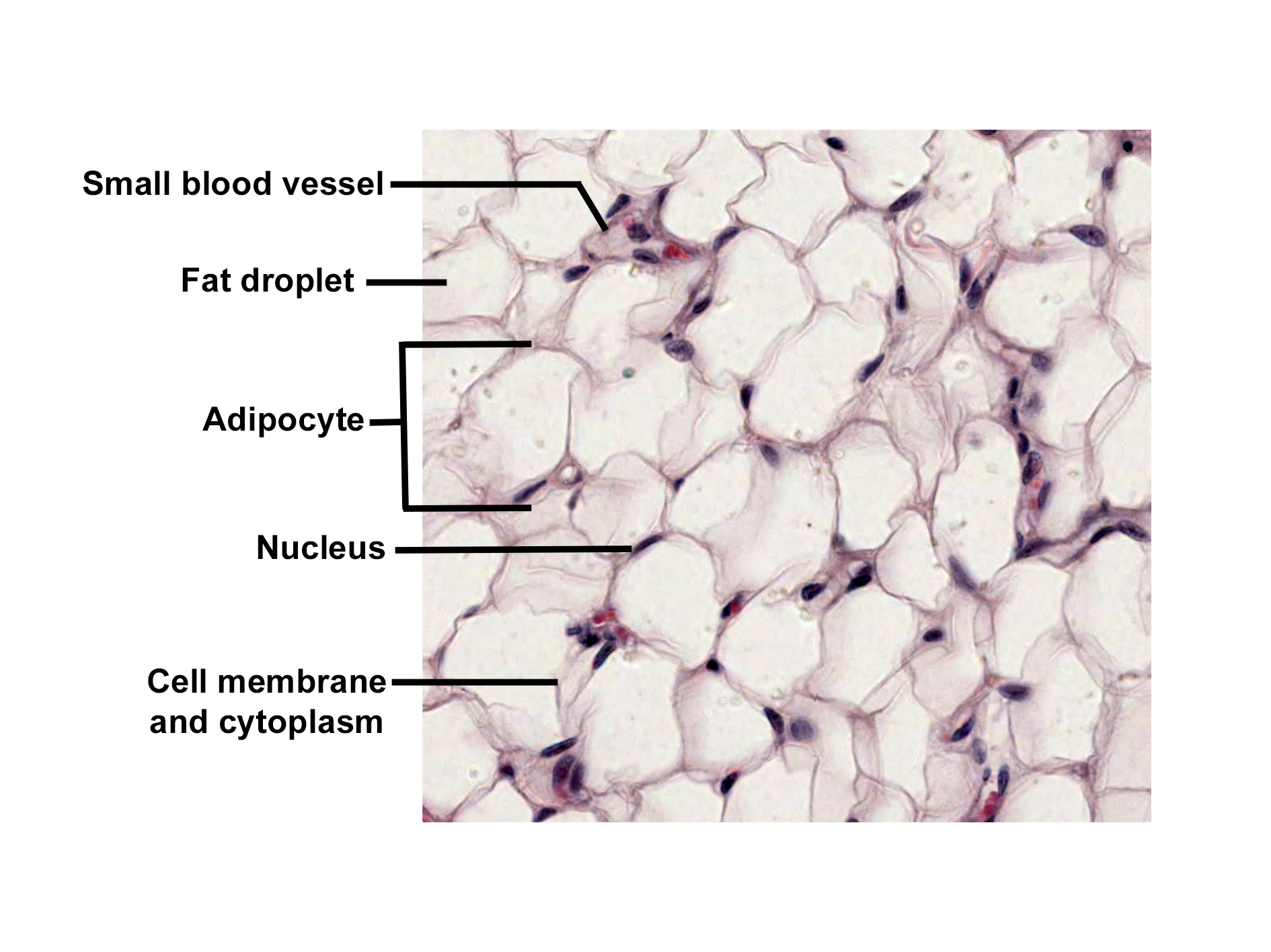 Histological section of adipose tissue stained with H&E. The image shows large, clear adipocytes arranged in a loose network. Each adipocyte contains a single large fat droplet that occupies most of the cell, pushing the nucleus to the periphery. Each lipid droplet has been removed during processing for microscopy, leaving a large spherical white space. Thin cell membranes outline the adipocytes, and sparse cytoplasm is visible around the edges. Small blood vessels with dark-stained endothelial cells and occasional red blood cells are present between the adipocytes. The overall appearance illustrates the structure of white adipose tissue with its characteristic unilocular fat cells.