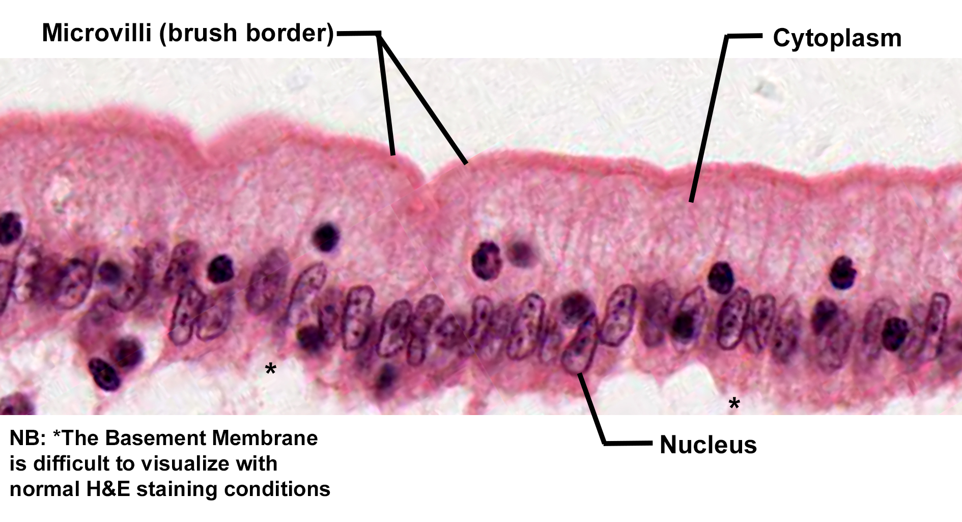 Histological section showing simple columnar epithelium with apical specializations. The cells have elongated nuclei arranged near the basal region and a pink-stained cytoplasm. The apical surface displays a dense brush border of microvilli, increasing surface area for absorption. The basement membrane is indicated by asterisks, though it is difficult to visualize under standard H&E staining. The image illustrates structural features of simple columnar epithelium and its functional specialization.