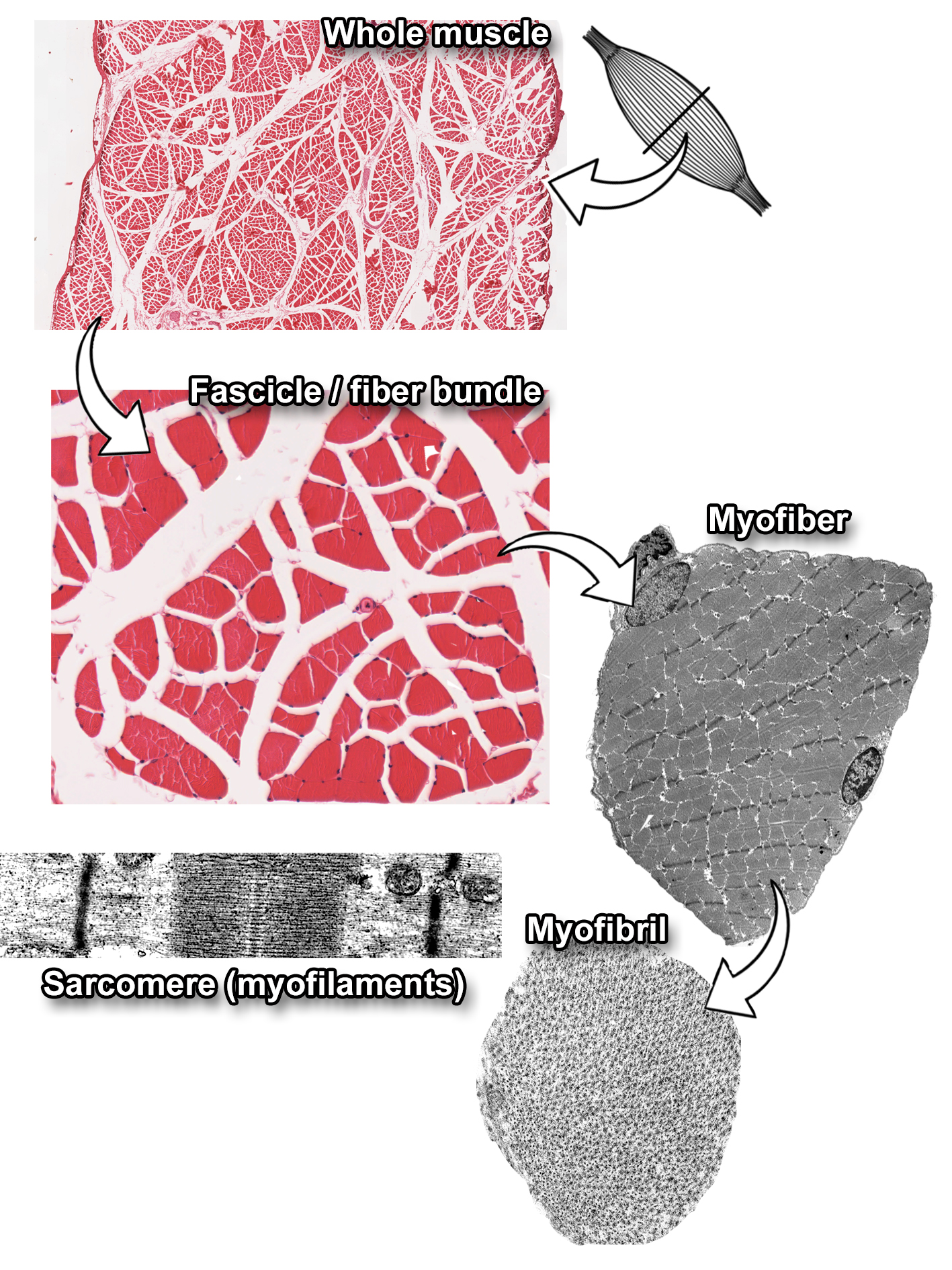 Composite image illustrating the hierarchical organization of skeletal muscle. The top panel shows a whole muscle composed of multiple fascicles. The second panel displays a fascicle or fiber bundle, consisting of numerous myofibers. To the right, an individual myofiber is shown in detail, followed by a myofibril composed of repeating sarcomeres. At the bottom, a close-up of a sarcomere reveals the arrangement of myofilaments. The image demonstrates the structural levels from whole muscle to sarcomere.