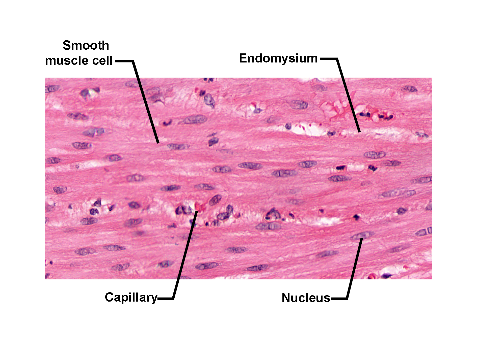 Histological longitudinal section of smooth muscle stained with H&E. The image shows elongated smooth muscle cells arranged in parallel bundles, each with a centrally located, spindle-shaped nucleus. Capillaries are interspersed between the fibers, and the endomysium, a thin loose connective tissue layer, surrounds individual cells. The image illustrates the structural organization of smooth muscle tissue and its vascular support.