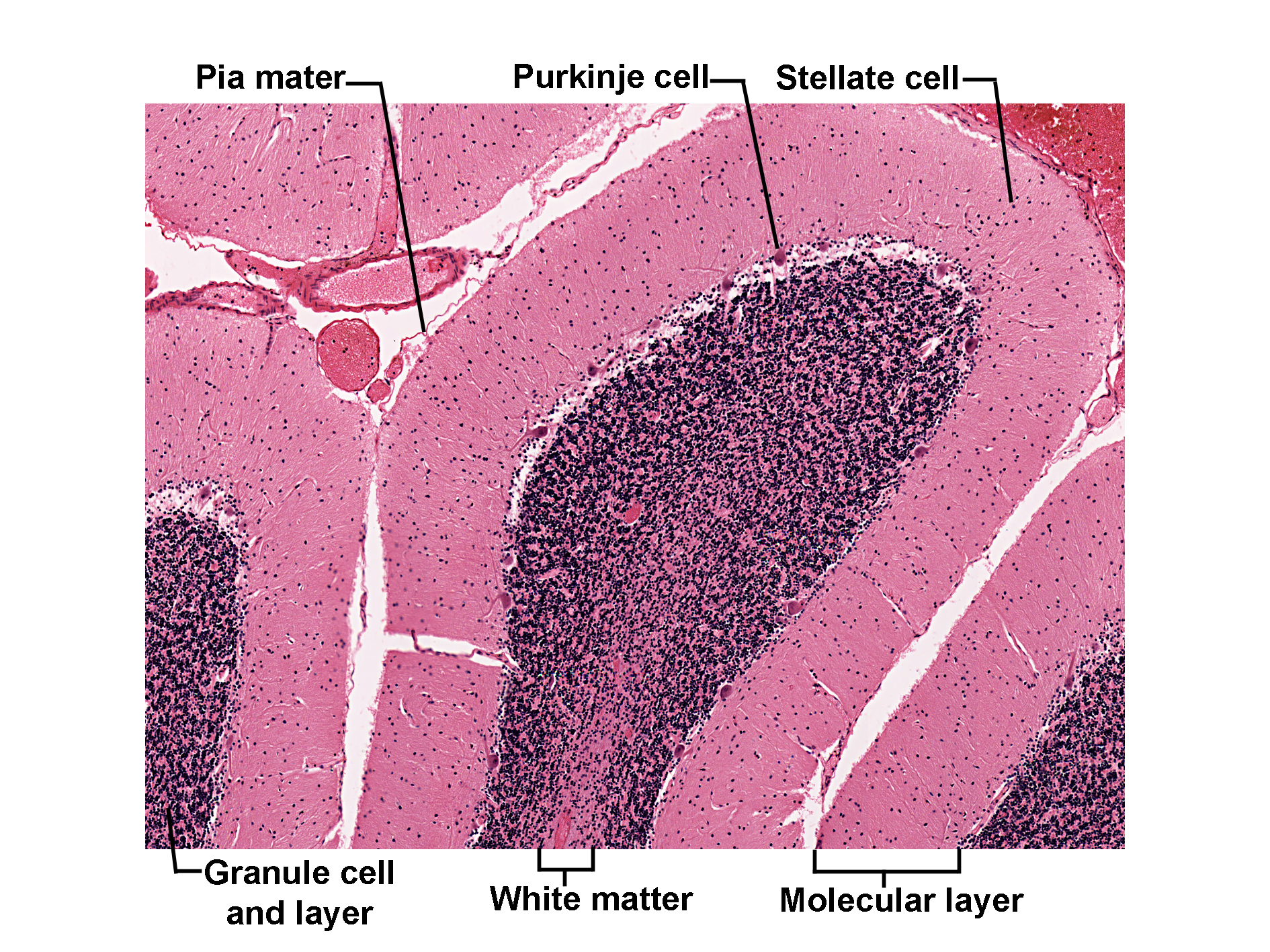 Histological section of the cerebellar cortex stained with H&E, showing its three distinct layers. The outer molecular layer contains scattered stellate cells. The middle layer features large Purkinje cells arranged in a single row. The inner granular layer is densely packed with granule cells. White matter lies beneath the granular layer. The pia mater forms the outermost covering. The image illustrates the layered organization of the cerebellar cortex and the location of key neuronal cell types.