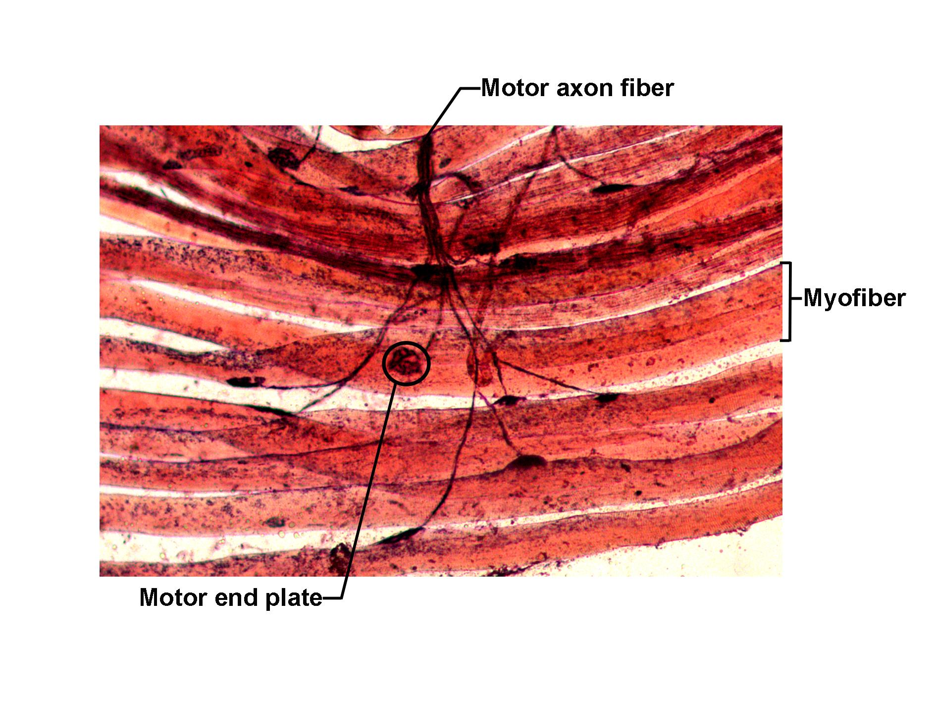 Histological section showing a neuromuscular junction stained to highlight nerve and muscle fibers. Striated skeletal muscle fibers (myofibers) run horizontally across the image. A motor axon fiber branches and terminates on the muscle surface at a motor end plate, which is circled and labeled. The image illustrates the structural relationship between motor neurons and skeletal muscle fibers at the site of synaptic transmission.