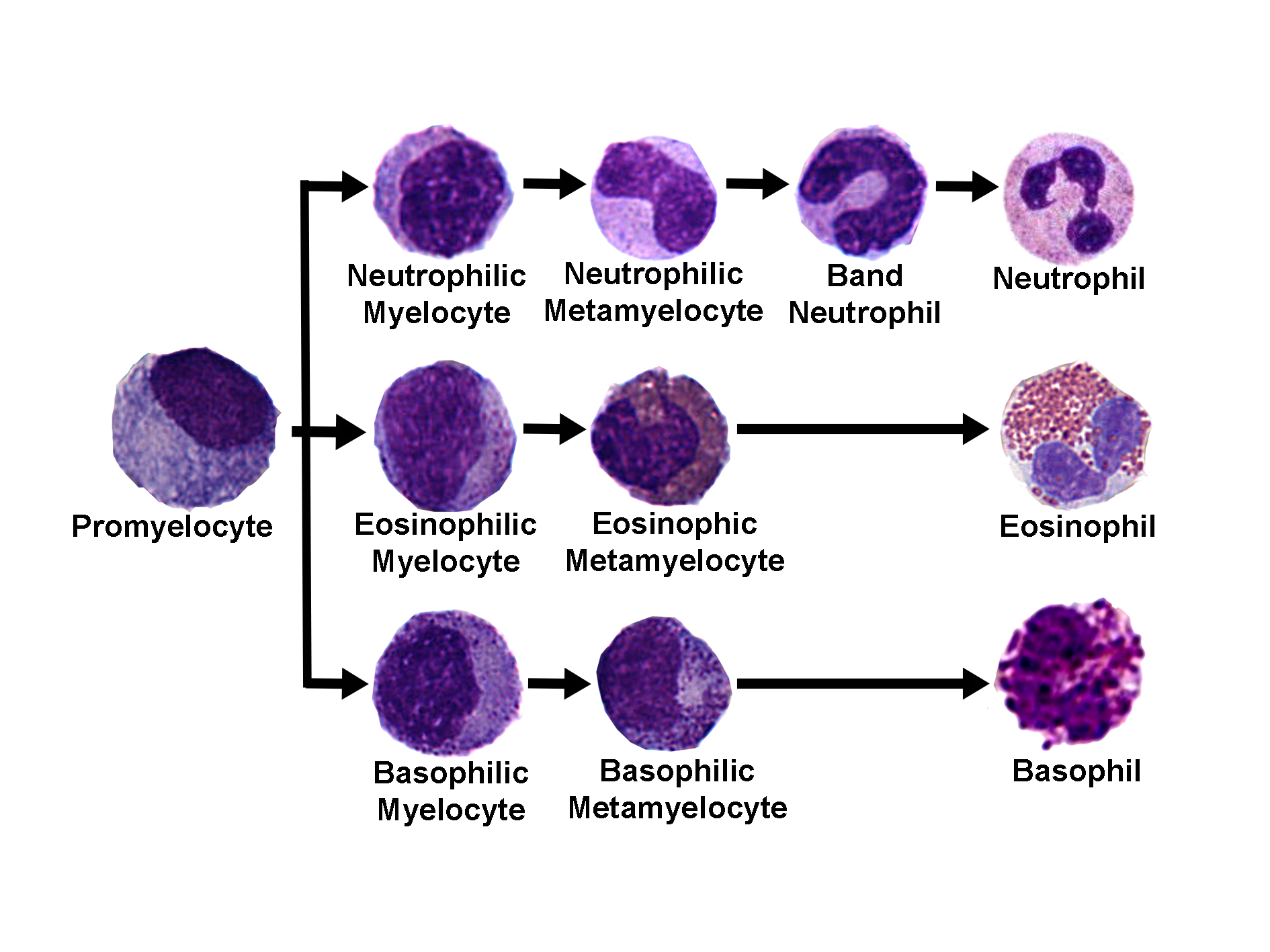 Diagram showing stages of granulopoiesis from a promyelocyte to mature granulocytes. At the top, the neutrophilic lineage progresses from neutrophilic myelocyte to neutrophilic metamyelocyte, then to band neutrophil, and finally a segmented neutrophil. The eosinophilic lineage shows eosinophilic myelocyte and metamyelocyte developing into a mature eosinophil with bilobed nucleus and red granules. The basophilic lineage includes basophilic myelocyte and metamyelocyte leading to a mature basophil with dense purple granules. The image illustrates the differentiation pathways of granulocytes from a common promyelocyte precursor.