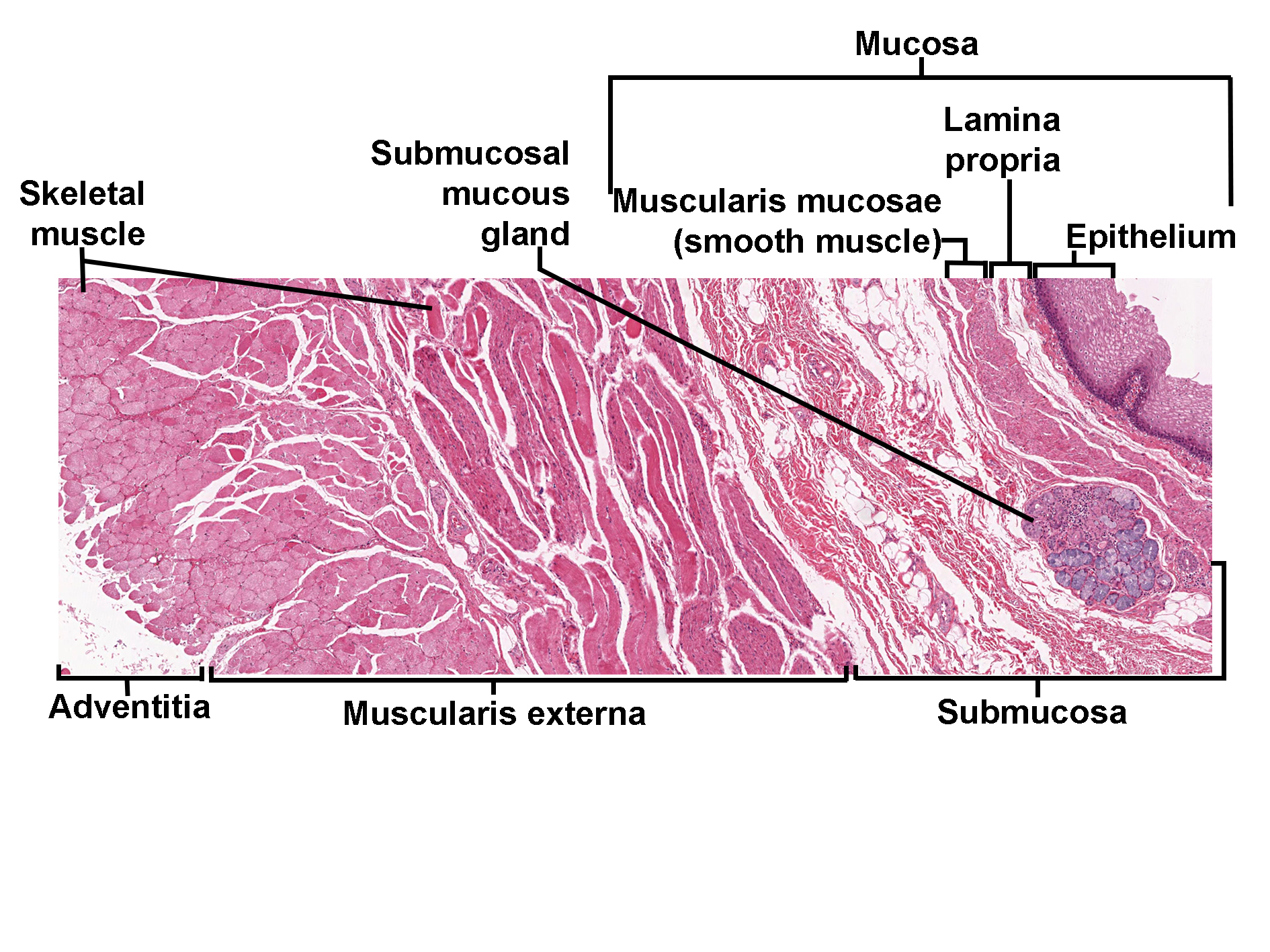 Histological section of the esophagus stained with H&E, showing its layered structure. The mucosa includes stratified squamous epithelium, lamina propria, and muscularis mucosae composed of smooth muscle. Beneath the mucosa lies the submucosa containing submucosal mucous glands. The muscularis externa consists of skeletal muscle fibers in the upper region, transitioning to smooth muscle in lower regions. The outermost layer is the adventitia. The image illustrates the organization of esophageal layers and associated glandular and muscular components.