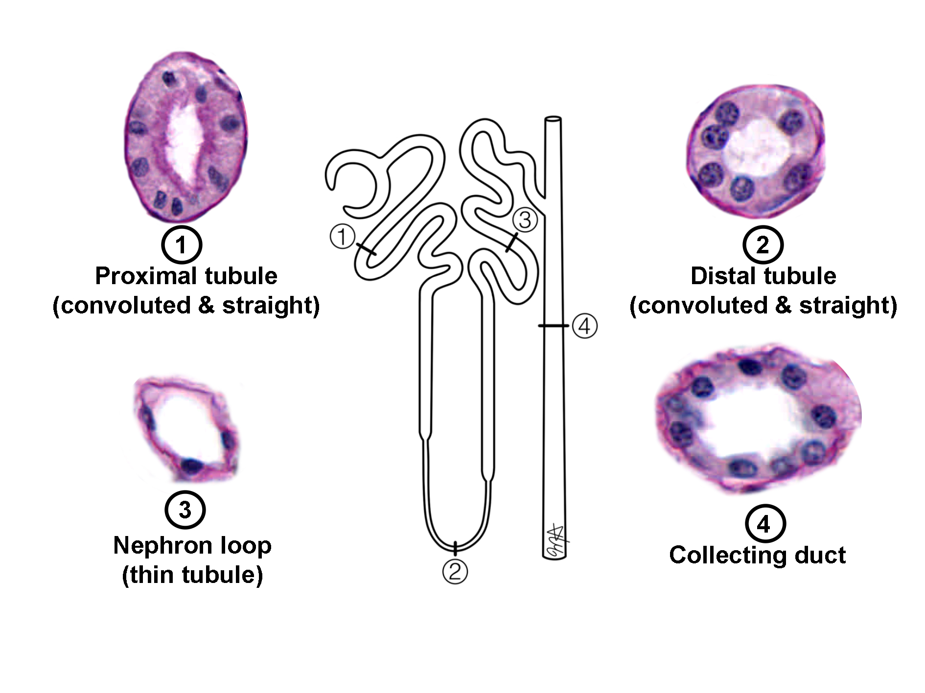 Composite histological image stained with H&E showing nephron segments and their epithelial characteristics. The center diagram outlines the nephron structure, with numbered positions corresponding to micrographs: 1. Proximal tubule (convoluted and straight) lined by cuboidal cells with brush border. 2. Distal tubule (convoluted and straight) with cuboidal cells lacking brush border. 3. Nephron loop (thin tubule) showing simple squamous epithelium. 4. Collecting duct lined by cuboidal cells with distinct cell boundaries. The image illustrates structural differences among nephron segments and their epithelial specializations.