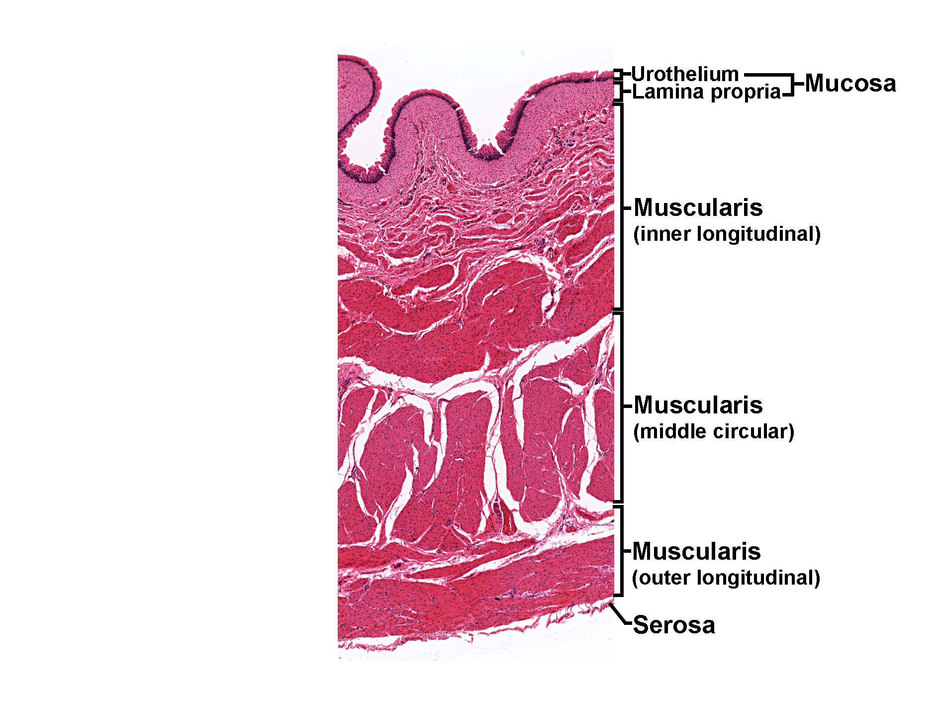 Histological section of the urinary bladder stained with H&E, showing the layered structure of the bladder wall. The mucosa includes urothelium (transitional epithelium) with surface umbrella cells and underlying lamina propria. Beneath the mucosa lies the muscularis, composed of three layers of smooth muscle: inner longitudinal, middle circular, and outer longitudinal. The outermost layer is the serosa. The image illustrates the organization of the bladder wall and its specialized epithelium for distension.
