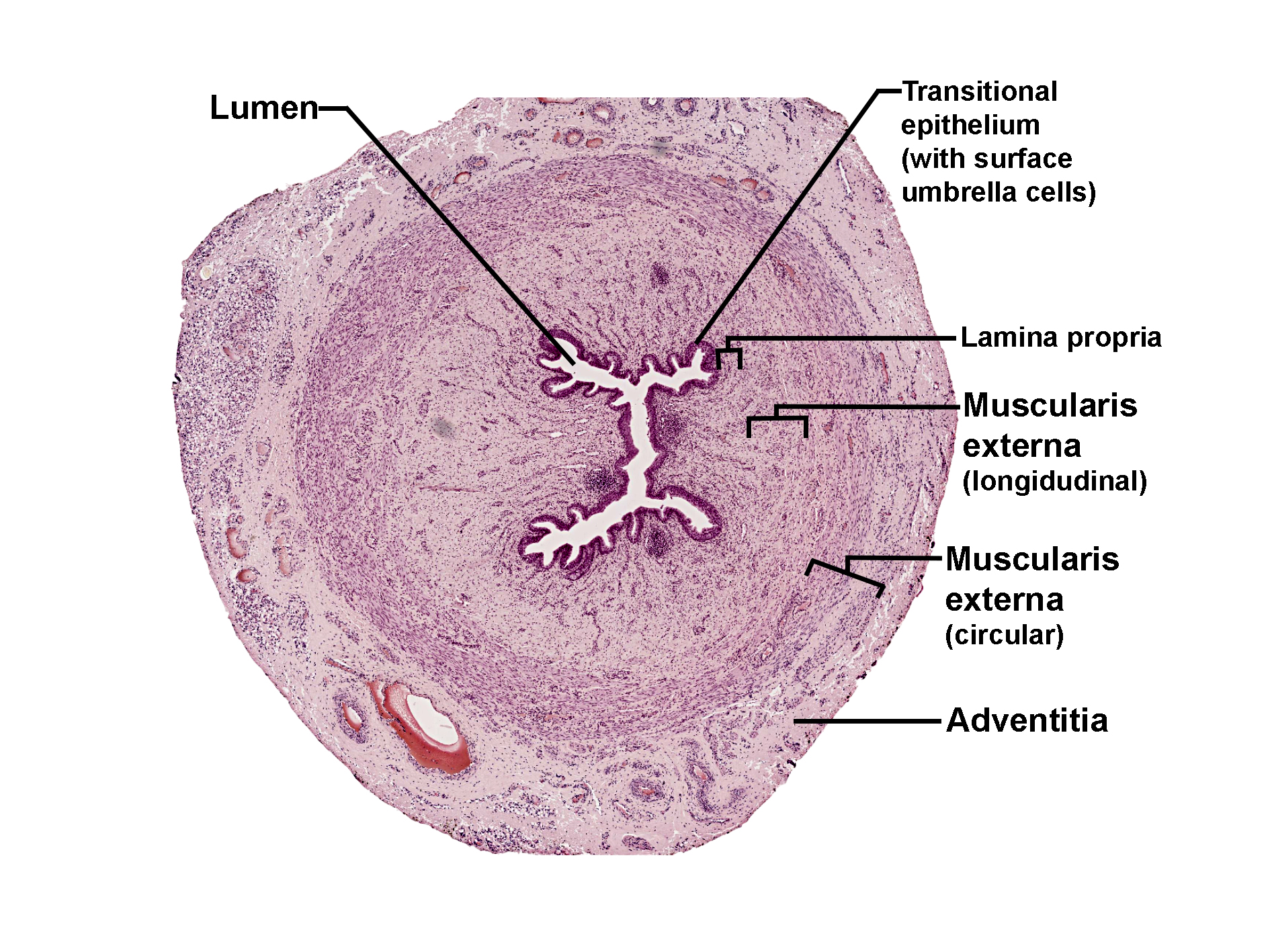 Detailed Alt Text for 68.Urethra_low.jpg Histological section of the urethra stained with H&E, showing the lumen lined by transitional epithelium with surface umbrella cells. Beneath the epithelium lies the lamina propria, followed by the muscularis externa composed of inner circular and outer longitudinal smooth muscle layers. The outermost layer is the adventitia. The image illustrates the layered structure of the urethral wall and its epithelial specialization for distension.