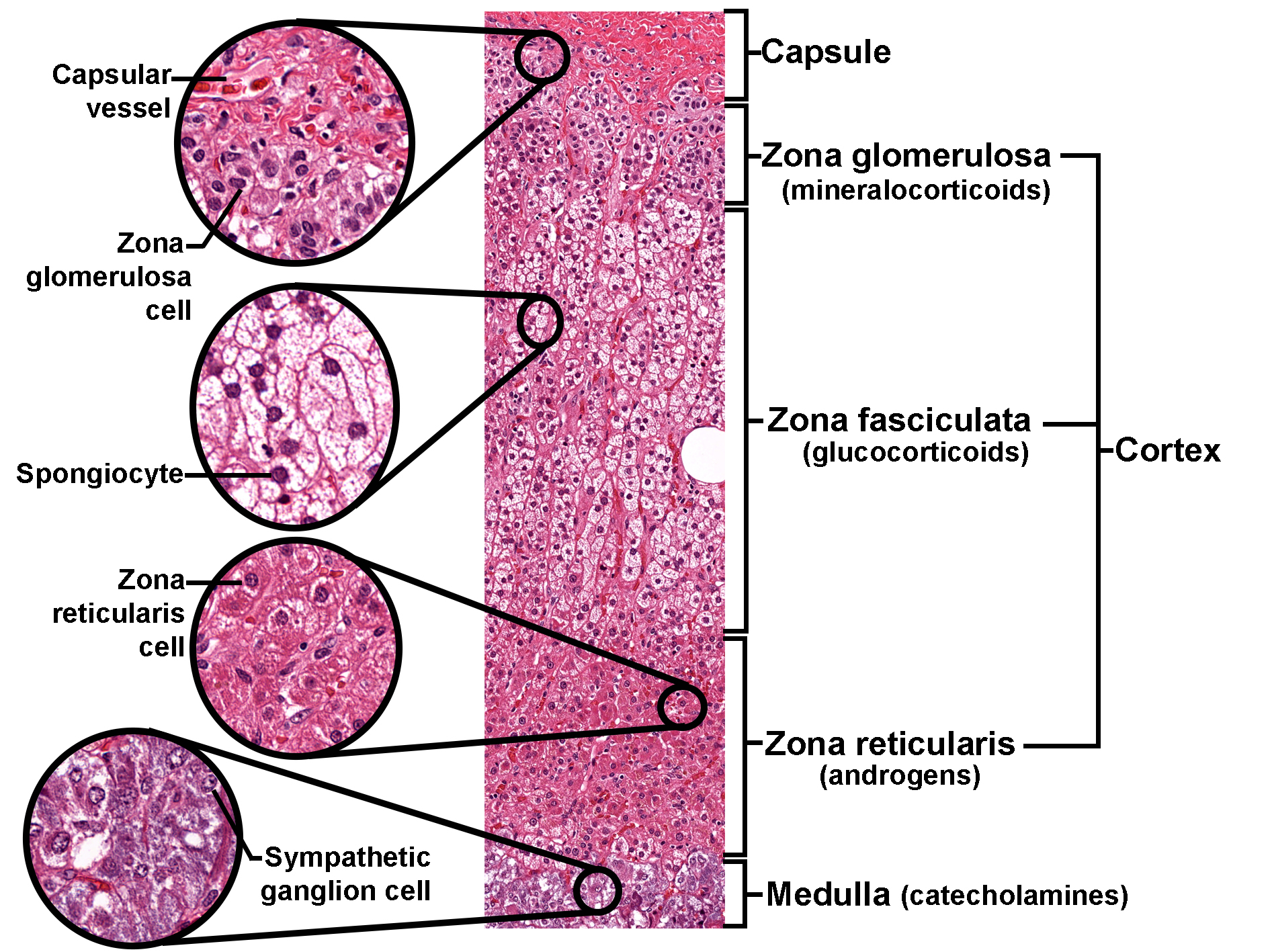 Histological section of the adrenal gland stained with H&E, showing the capsule, cortex, and medulla. The cortex is divided into three zones: • Zona glomerulosa beneath the capsule, composed of rounded cells that secrete mineralocorticoids. • Zona fasciculata with spongiocytes arranged in cords, producing glucocorticoids. • Zona reticularis with smaller, darker cells that secrete androgens. The medulla contains sympathetic ganglion cells and chromaffin cells responsible for catecholamine secretion. Insets highlight a capsular vessel, zona glomerulosa cell, spongiocyte, zona reticularis cell, and sympathetic ganglion cell. The image illustrates adrenal gland organization and functional zones.