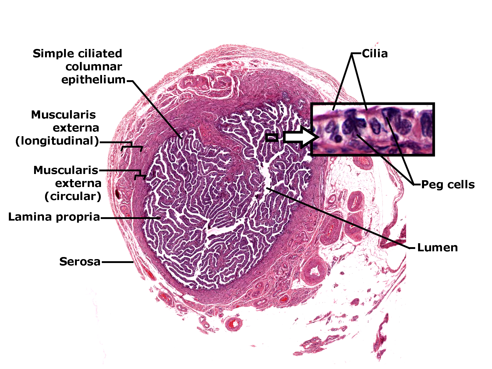Histological section of the uterine tube (fallopian tube) stained with H&E, showing the mucosal folds and surrounding layers. The lumen is lined by simple ciliated columnar epithelium with cilia visible in a magnified inset, along with peg cells. Beneath the epithelium lies the lamina propria, followed by the muscularis externa composed of inner circular and outer longitudinal smooth muscle layers. The outermost layer is the serosa. The image illustrates the organization of the uterine tube wall and highlights epithelial specialization for ovum transport and early embryonic development.