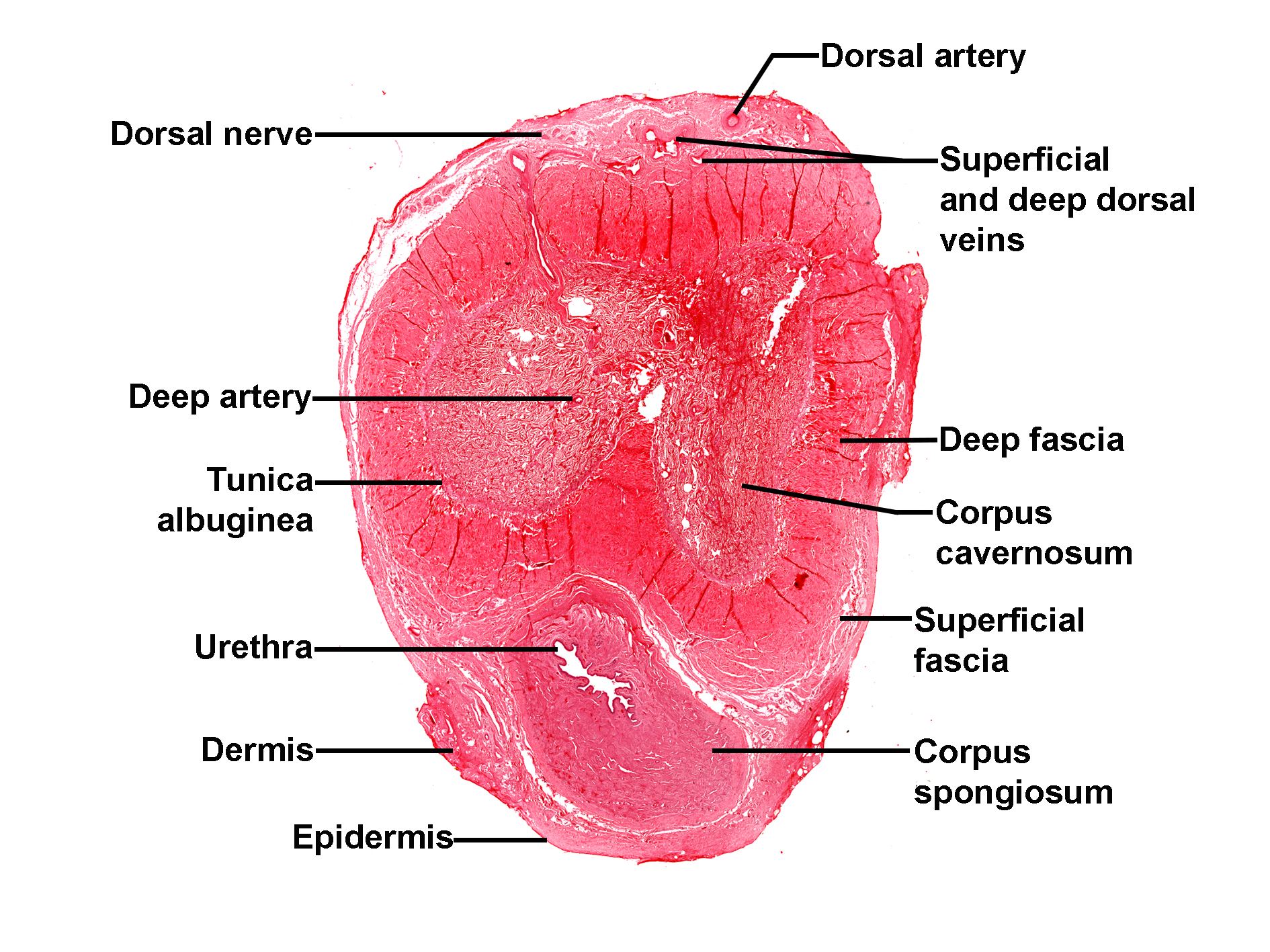 Histological section of the penis stained with H&E, showing a transverse view of its internal structures. The outermost layer consists of epidermis and dermis. Beneath the dermis lies the superficial fascia and deeper connective tissue layers. Two large corpora cavernosa are visible in the dorsal region, surrounded by the dense tunica albuginea and deep fascia. The corpus spongiosum is located ventrally, enclosing the urethra. Blood vessels, including dorsal and deep arteries, as well as superficial and deep dorsal veins, are present in the dorsal aspect. A dorsal nerve is also visible near the vessels. The image illustrates the organization of erectile tissue and associated structures.