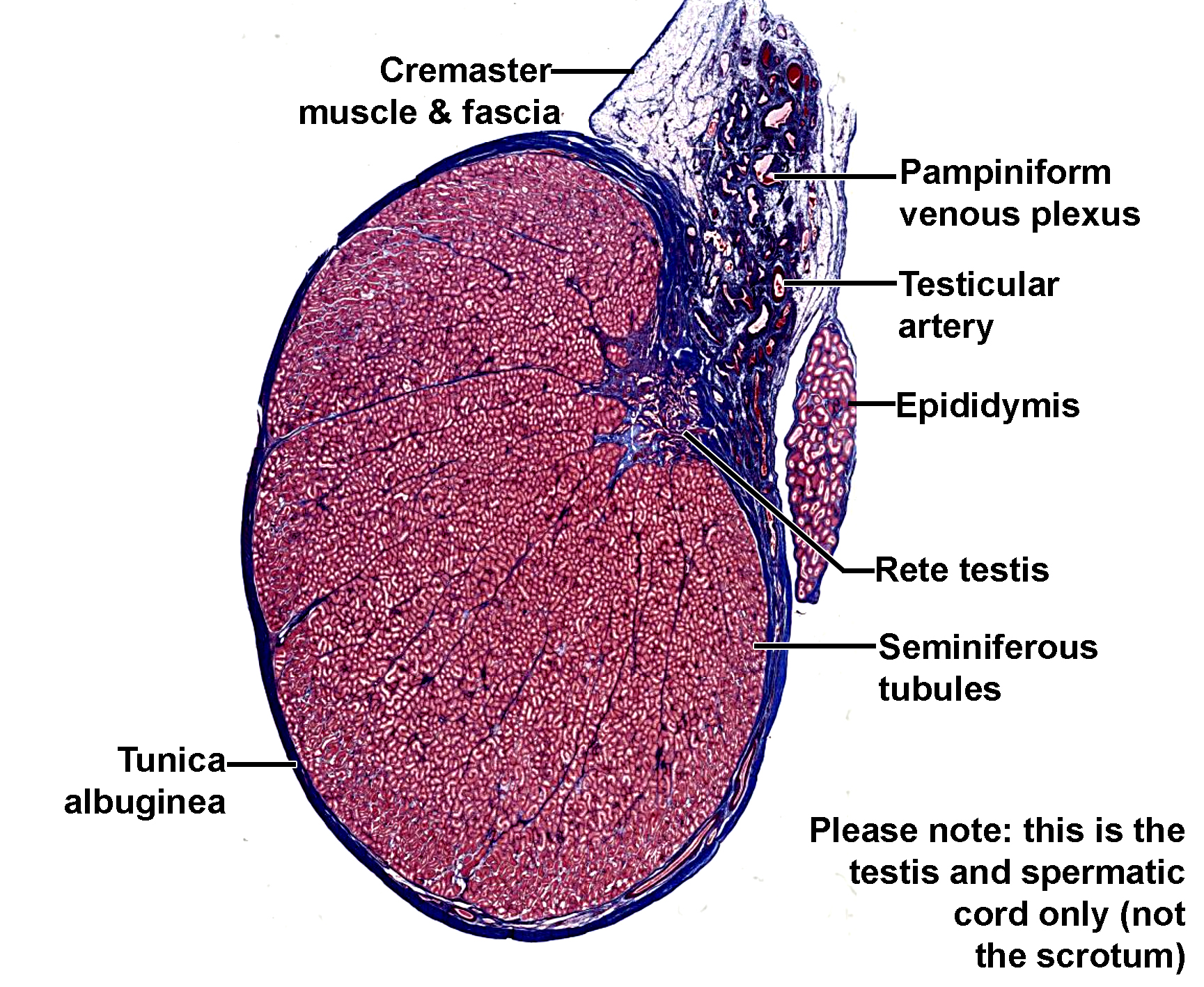 Histological section of the testis and spermatic cord stained with trichrome to highlight the connective tissues (blue). The testis is enclosed by the tunica albuginea, a dense connective tissue layer. Inside, numerous seminiferous tubules are visible, arranged in lobules and separated by connective tissue septa. The rete testis is located within the mediastinum, connecting to the epididymis (via efferent ductules, not seen in this section), which on the posterior surface of the testis. The spermatic cord contains the pampiniform venous plexus, testicular artery, and associated connective tissue, surrounded by the cremaster muscle and fascia. Please note that this is only a section of the testis and immediate structures and does not include the scrotum and associated layers. The image illustrates the structural organization of the testis and its associated vascular and ductal components.