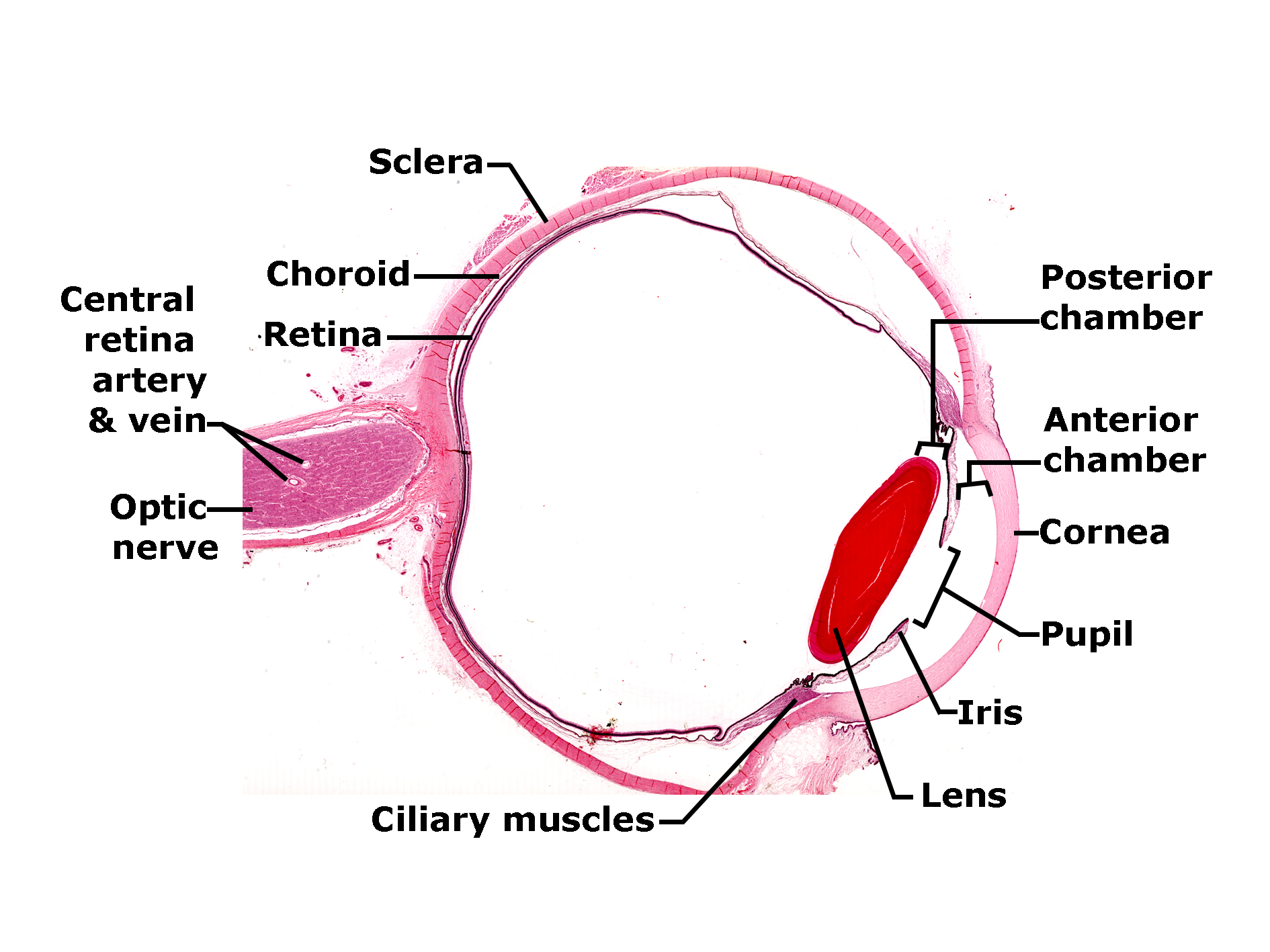 Histological section of the eye in sagittal view stained with H&E, showing the major anatomical layers and structures. The outer fibrous layer includes the sclera and cornea, while the vascular layer consists of the choroid and ciliary muscles. The innermost neural layer is the retina, continuous with the optic nerve at the posterior pole. The anterior segment displays the cornea, anterior chamber, iris, pupil, and lens, with the posterior chamber located behind the iris. The optic nerve and central retinal artery and vein are visible exiting the globe posteriorly. The image illustrates the organization of the eye wall and internal compartments.
