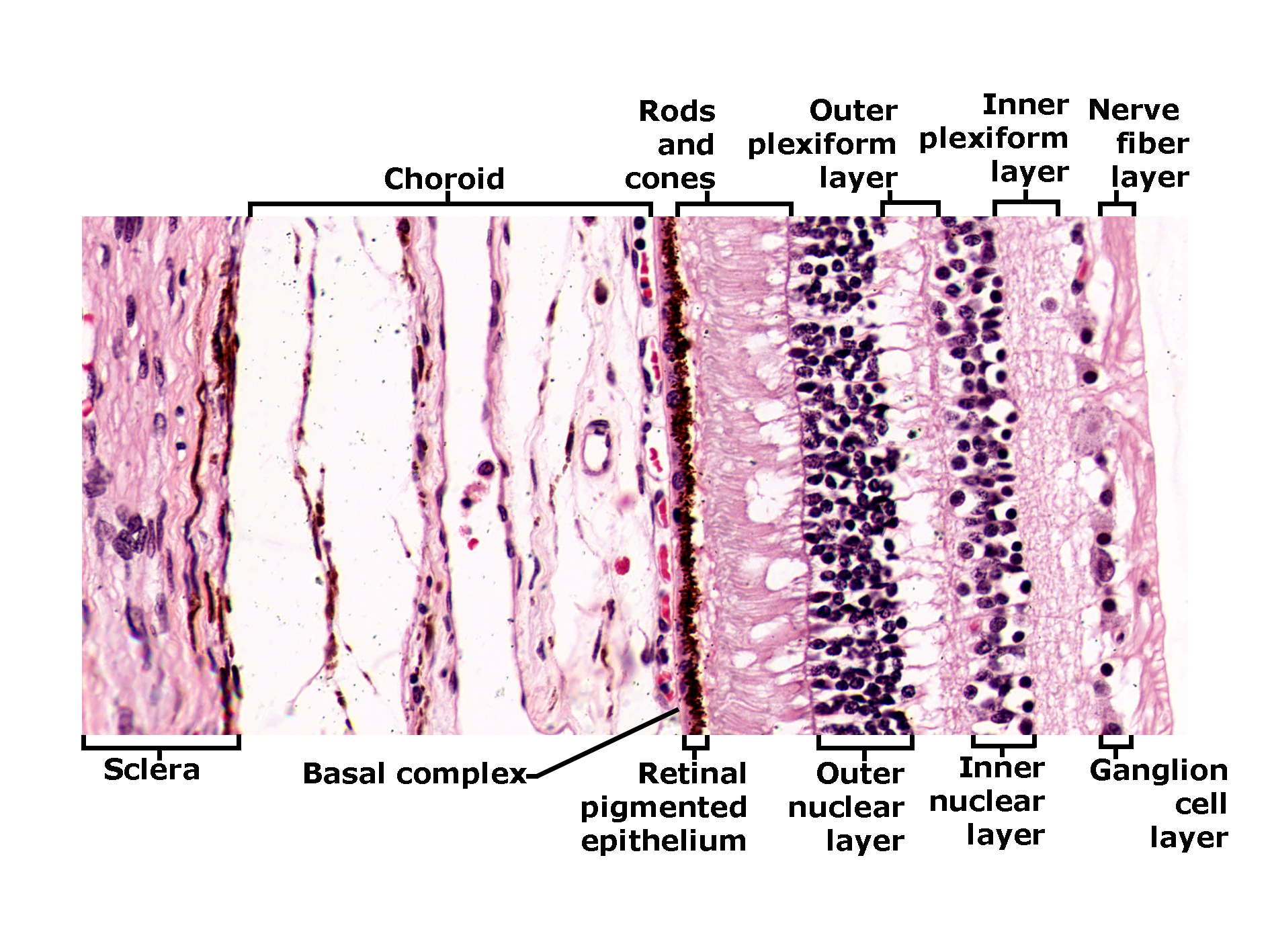 Histological section of the eye stained with H&E, showing the layered structure of the retina and adjacent tissues. From left to right: the sclera forms the outer fibrous layer, followed by the choroid containing blood vessels. Next is the basal complex and retinal pigmented epithelium. The neural retina includes rods and cones, the outer nuclear layer, outer plexiform layer, inner nuclear layer, inner plexiform layer, ganglion cell layer, and nerve fiber layer. The image illustrates the organization of retinal layers and their relationship to supporting structures.