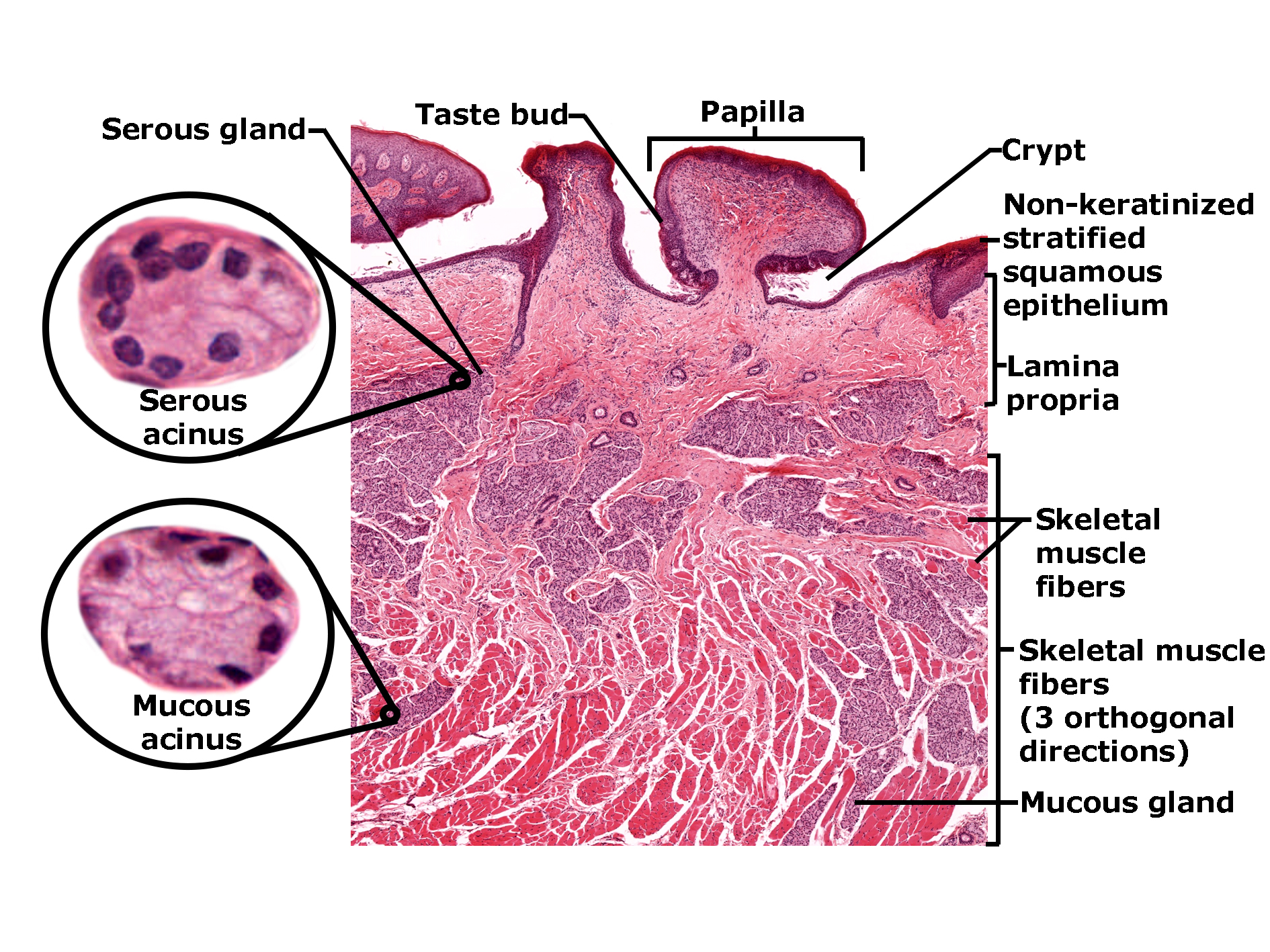 Histological section of the tongue stained with H&E, showing a papilla with a crypt and taste bud in the non-keratinized stratified squamous epithelium. Beneath the epithelium lies the lamina propria and skeletal muscle fibers arranged in three orthogonal directions. Insets highlight serous and mucous glands: the serous acinus with dark-staining cells and the mucous acinus with pale-staining cells. The image illustrates the structural organization of the tongue, including epithelial, glandular, and muscular components.