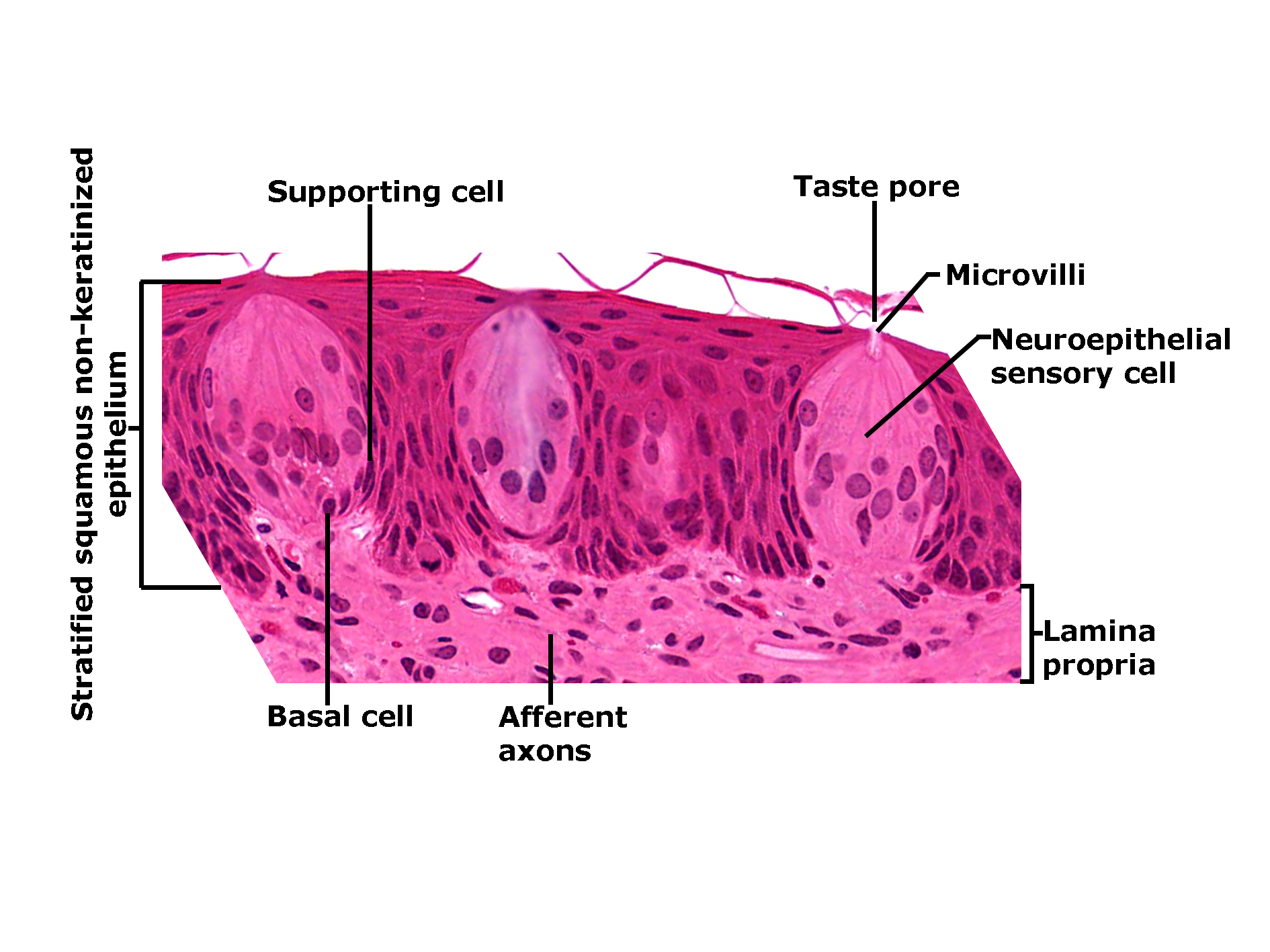 Histological section of the tongue epithelium stained with H&E, showing taste buds embedded in stratified squamous non-keratinized epithelium. Each taste bud contains neuroepithelial sensory cells, supporting cells, and basal cells. A taste pore opens at the epithelial surface with microvilli projecting into it. Afferent axons extend from the base of the taste buds into the underlying lamina propria. The image illustrates the cellular organization of taste buds and their connection to sensory pathways.