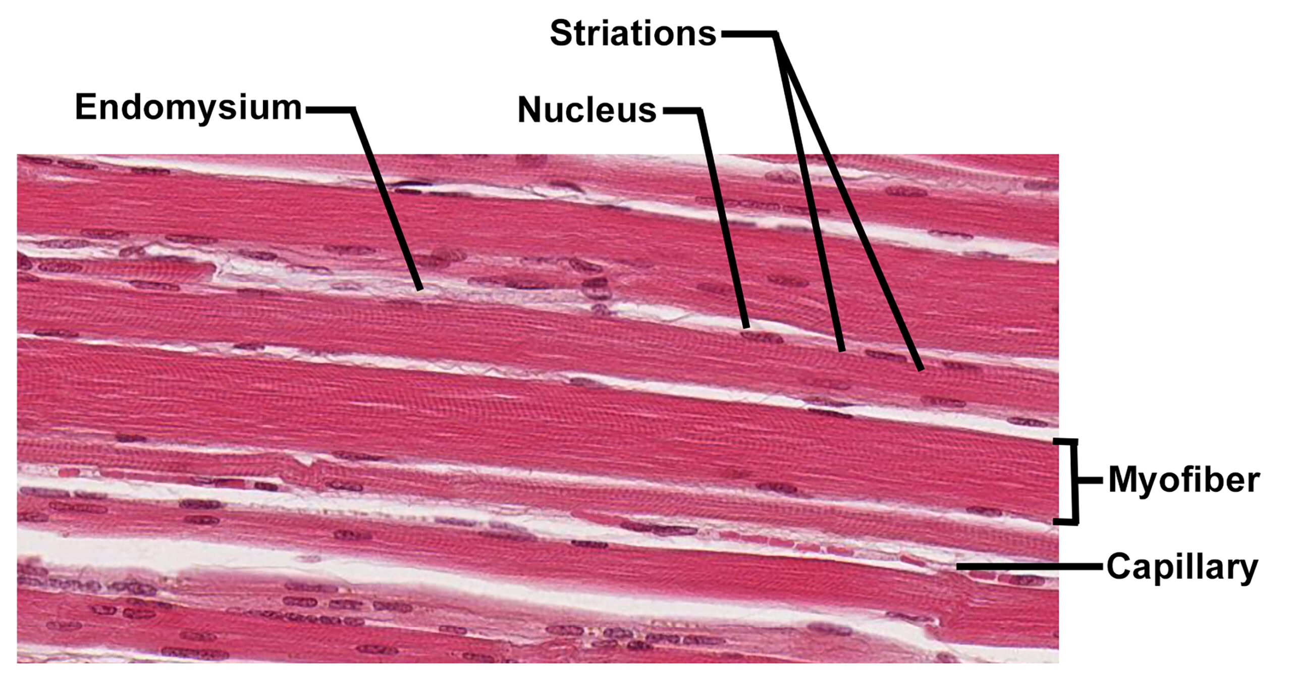 Histological section of skeletal muscle stained with H&E, showing longitudinally arranged myofibers. Each fiber exhibits distinct striations and peripheral nuclei. Endomysium surrounds individual fibers, and small capillaries are visible between them. The image illustrates the structural organization of skeletal muscle tissue, including its multinucleated fibers and connective tissue components.