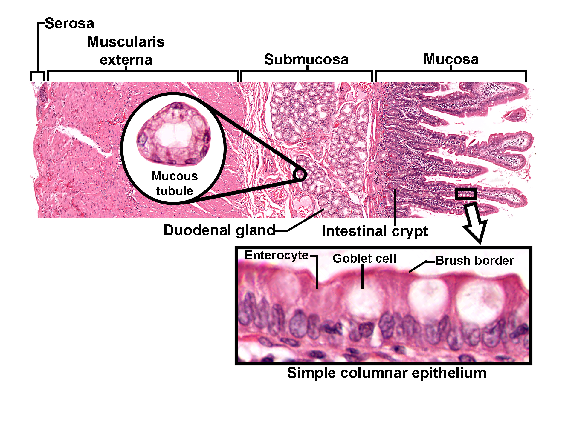 Histological section of the duodenum stained with H&E, showing the layered structure of the intestinal wall. The mucosa contains villi lined by simple columnar epithelium with enterocytes and goblet cells, highlighted in a magnified inset that also shows the brush border. Intestinal crypts are visible at the base of the mucosa. The submucosa contains duodenal glands with mucous tubules, shown in a circular inset. Beneath the submucosa lies the muscularis externa and the outer serosa. The image illustrates adaptations for digestion and absorption in the duodenum.